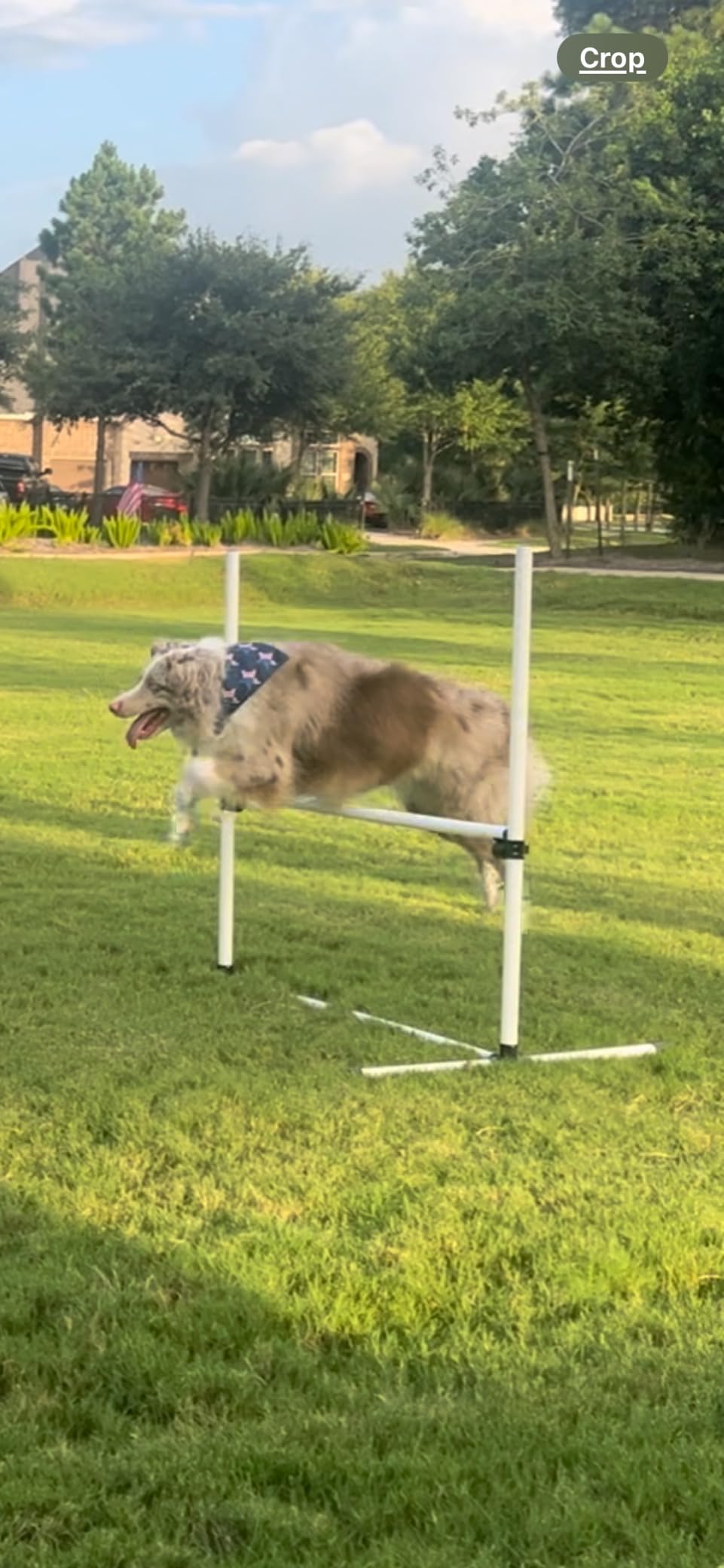 PawHut 4 Piece Dog Agility Training Equipment for Dog Agility Course White | Adjustable Height Jump Bars, Included Carry Bag, Displacing Top Bar customer photo 1