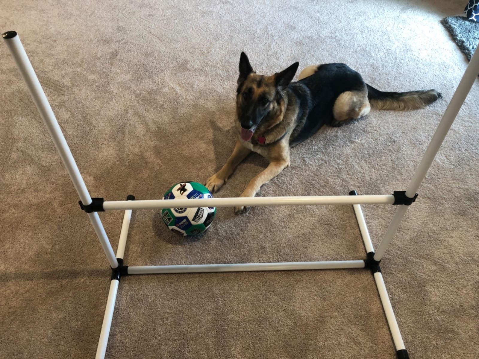 PawHut 4 Piece Dog Agility Training Equipment for Dog Agility Course White | Adjustable Height Jump Bars, Included Carry Bag, Displacing Top Bar customer photo 2