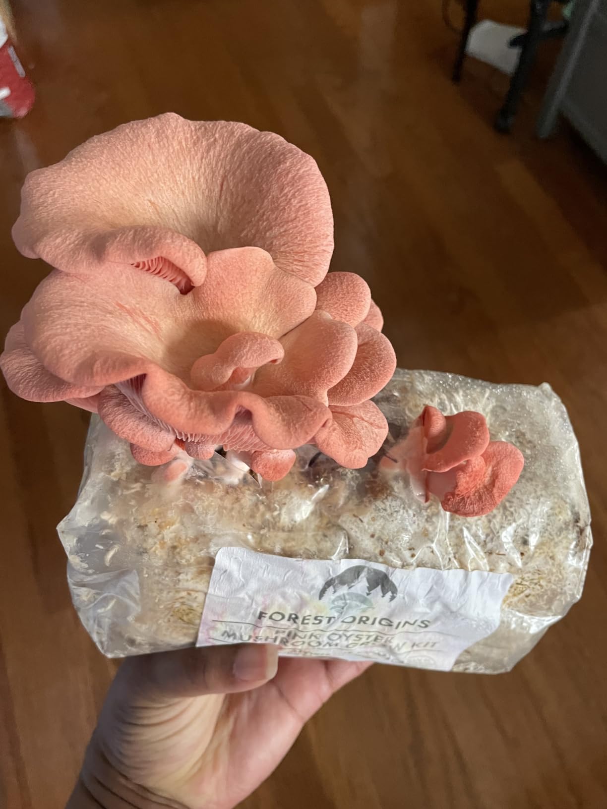 Forest Origins Pink Oyster Mushroom Grow Kit, Beginner Friendly & Easy to Use, Grows in 10 Days | Handmade in California, USA | Top Gardening Gift, Holiday Gift & Unique Gift customer photo 2