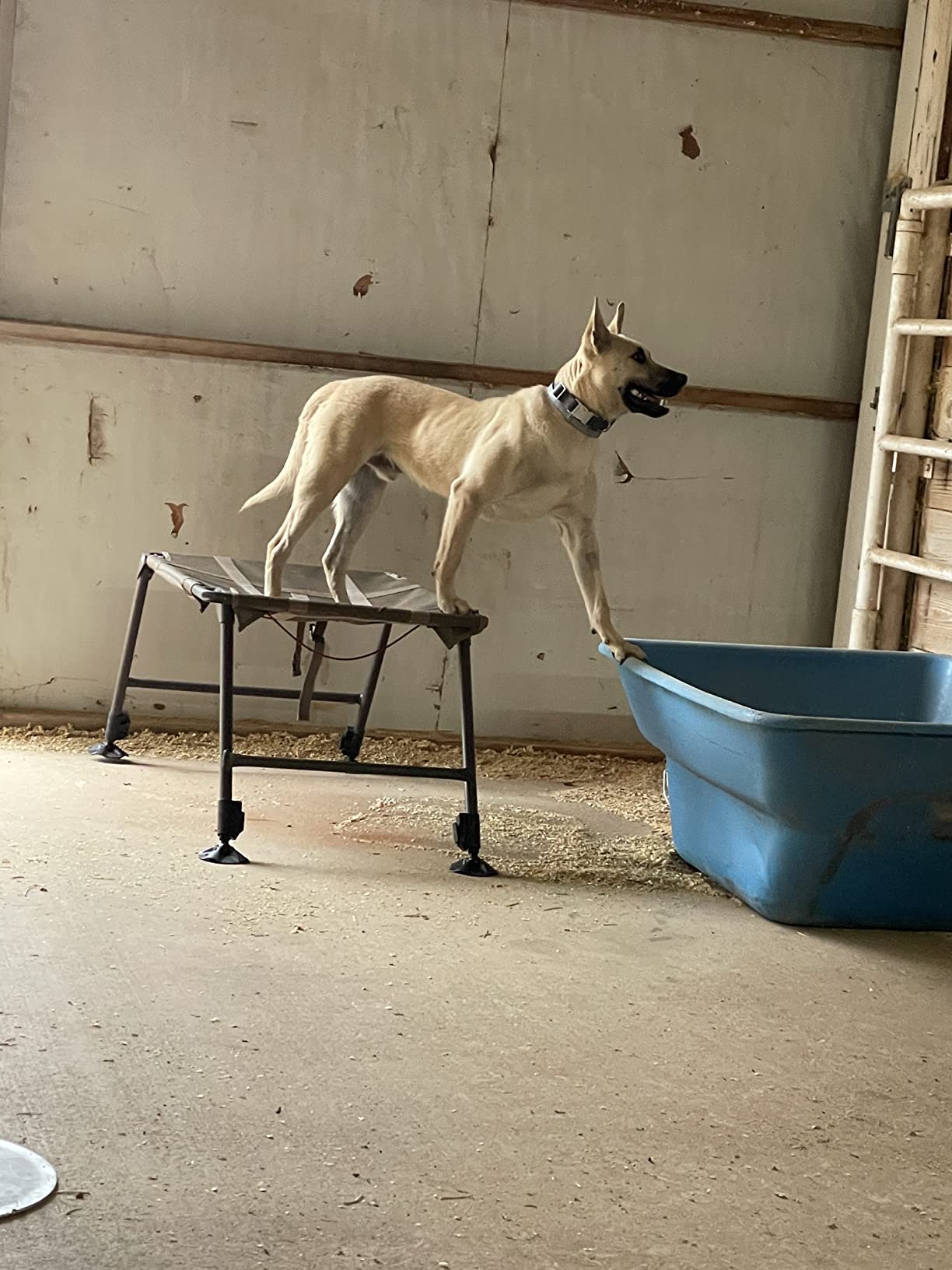 Final Stand Dog Adjustable Training Platform & Storage Panel | Hunting Stand | Elevated Pet System for Place, Agility & Steadiness | Dog Trainer System | Mesh Bottom Mud Feet | 150lb Capacity customer photo 1