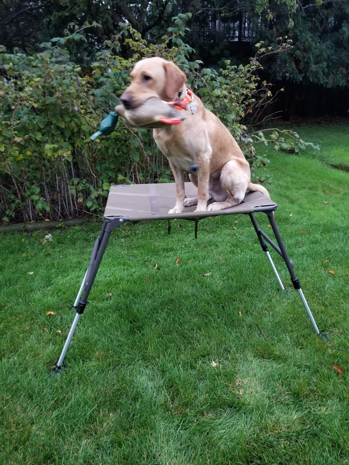 Final Stand Dog Adjustable Training Platform & Storage Panel | Hunting Stand | Elevated Pet System for Place, Agility & Steadiness | Dog Trainer System | Mesh Bottom Mud Feet | 150lb Capacity customer photo 2