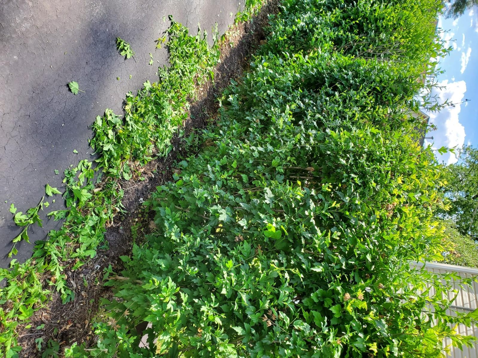 BLACK+DECKER 18-Inch Electric Hedge Trimmer (BEHT200) customer photo 1