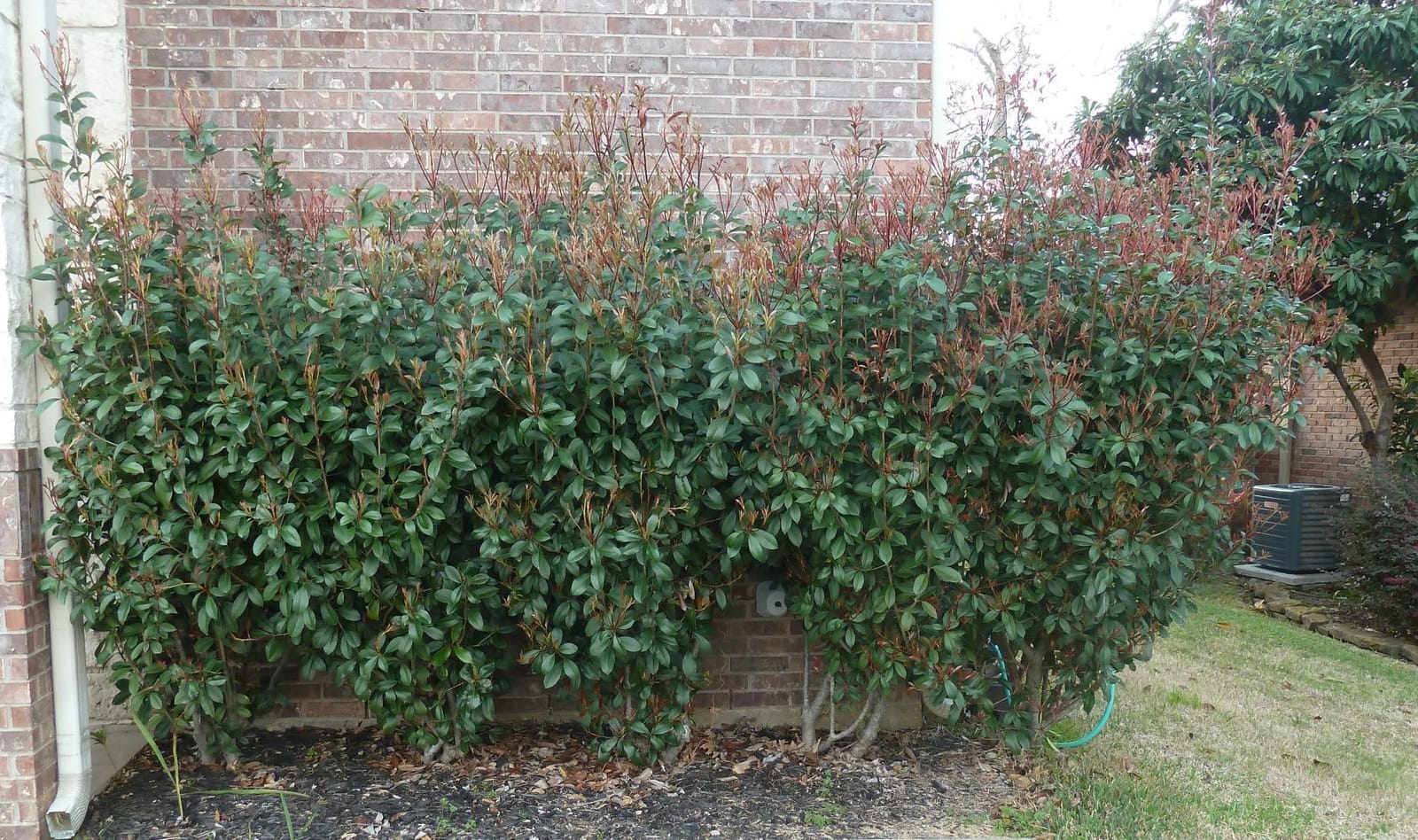 BLACK+DECKER 18-Inch Electric Hedge Trimmer (BEHT200) customer photo 2