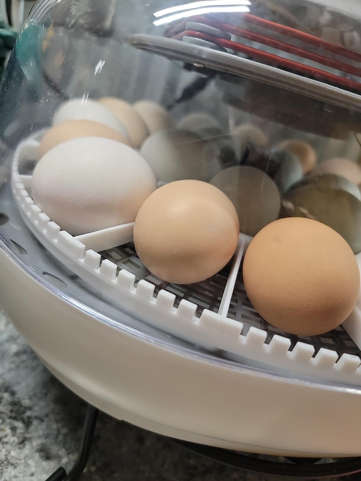 Harris Farms Nurture Right Egg Incubator with Auto Turner, Holds 22 Eggs customer photo 1