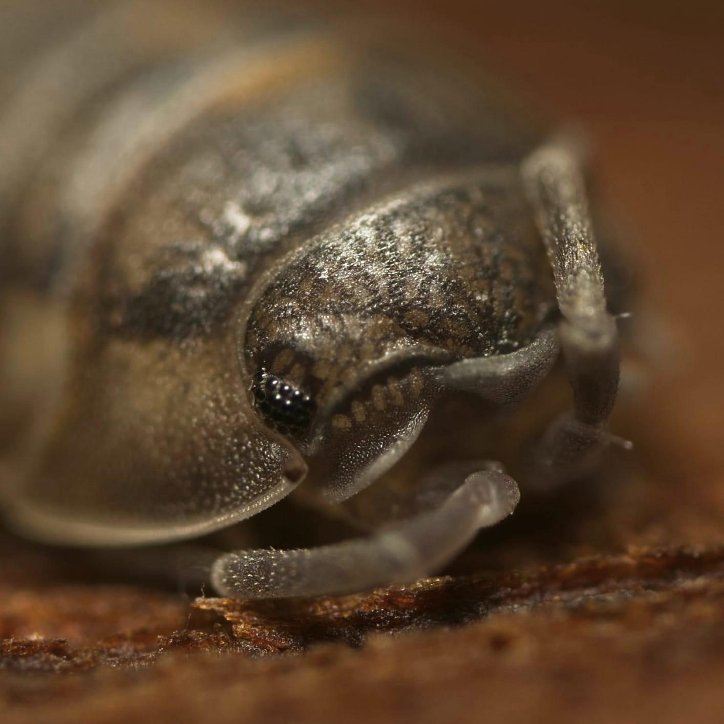 Venus Optics Laowa 25mm f/2.8 2.5-5X Ultra-Macro (Sony FE Mount) customer photo 1