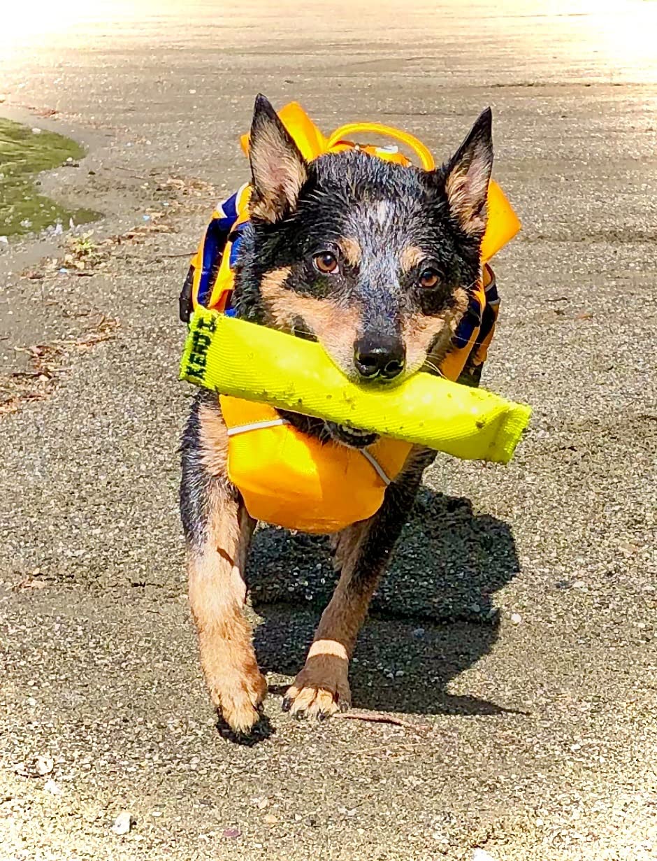 2-in-1 Floating Fetch Toy & Bite Tug - Tough, Strong, Interactive Dog Throw Toys for Medium to Large Dogs - Perfect for Dock Diving, Training & Fetching - Fire Hose Ballistic Water Pool Dog Fetch Toy customer photo 2