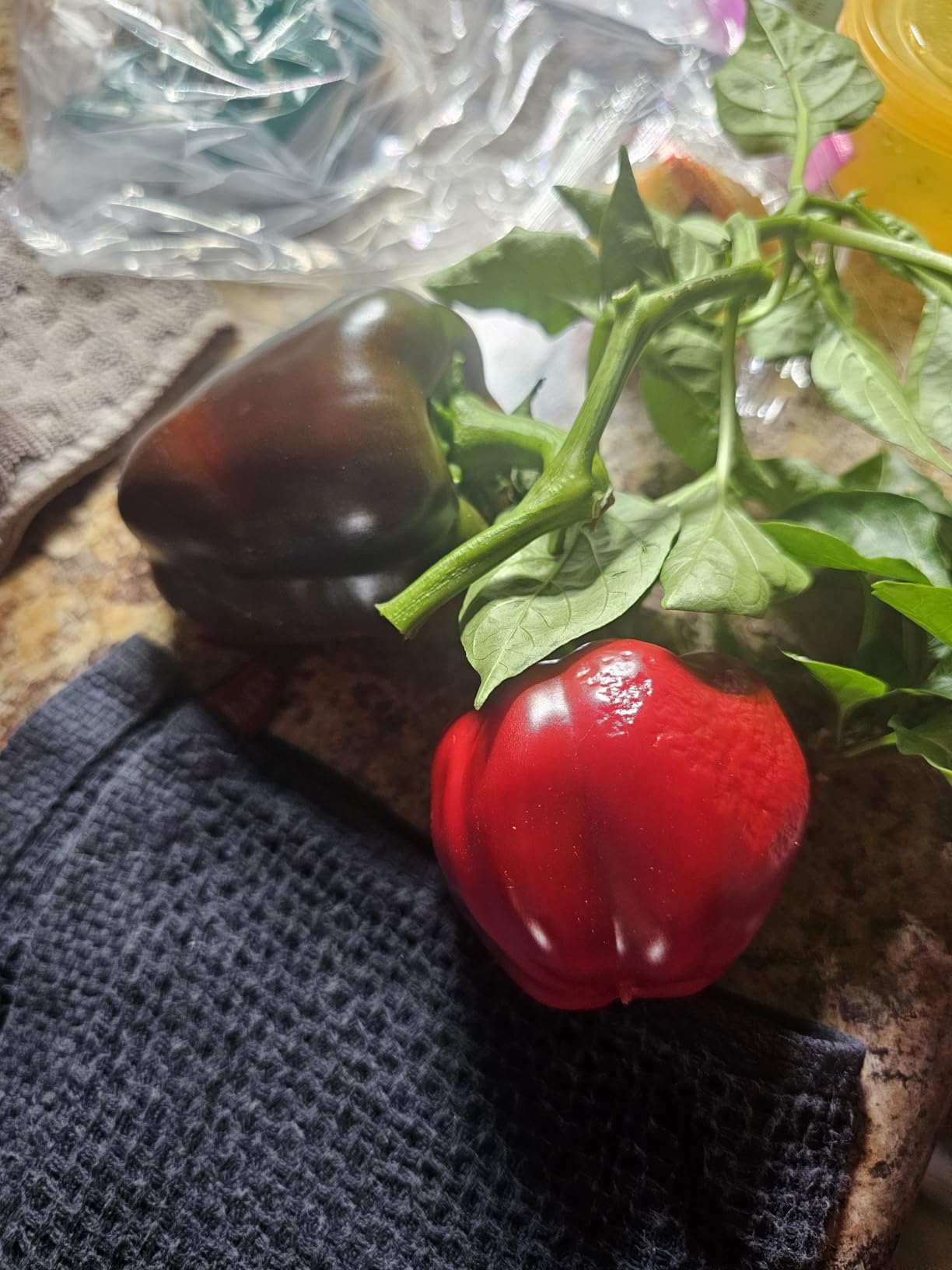 AeroGarden Harvest Elite, Stainless Steel | Indoor Garden with LED Grow Light and Seed Pod Kit customer photo 1