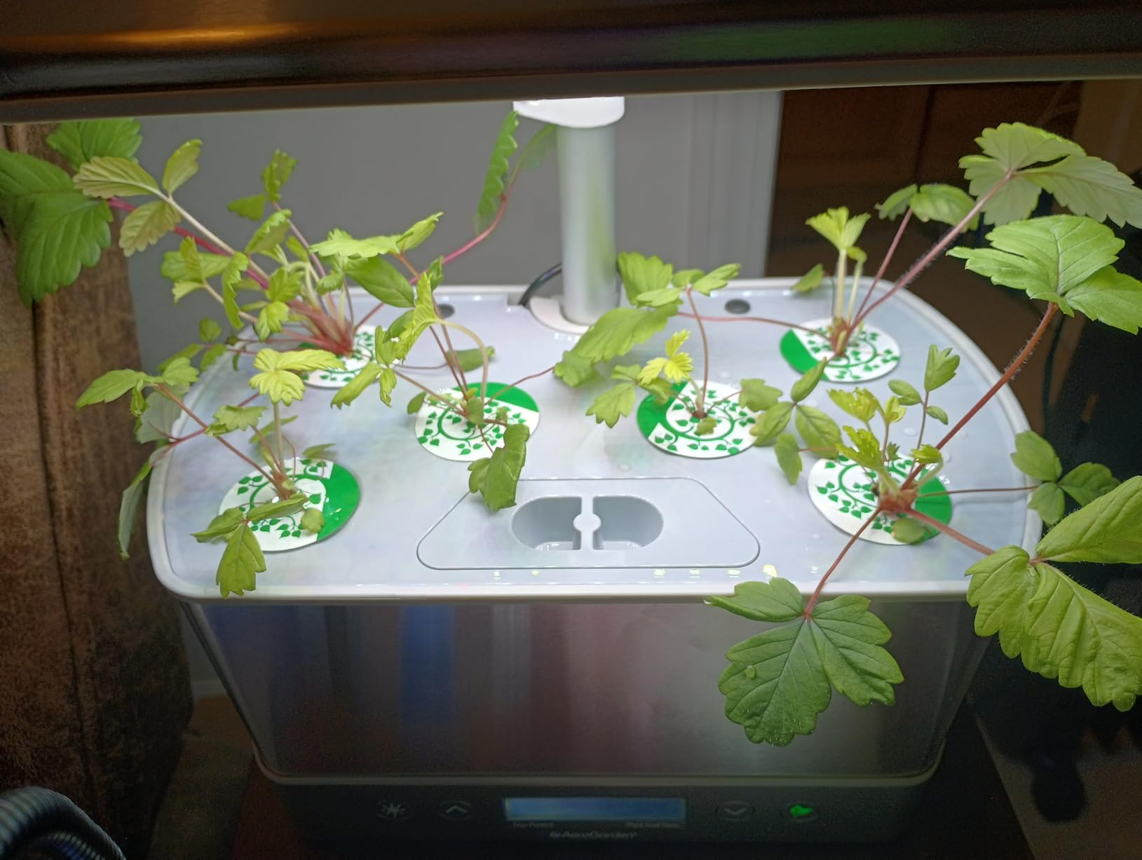AeroGarden Harvest Elite, Stainless Steel | Indoor Garden with LED Grow Light and Seed Pod Kit customer photo 2