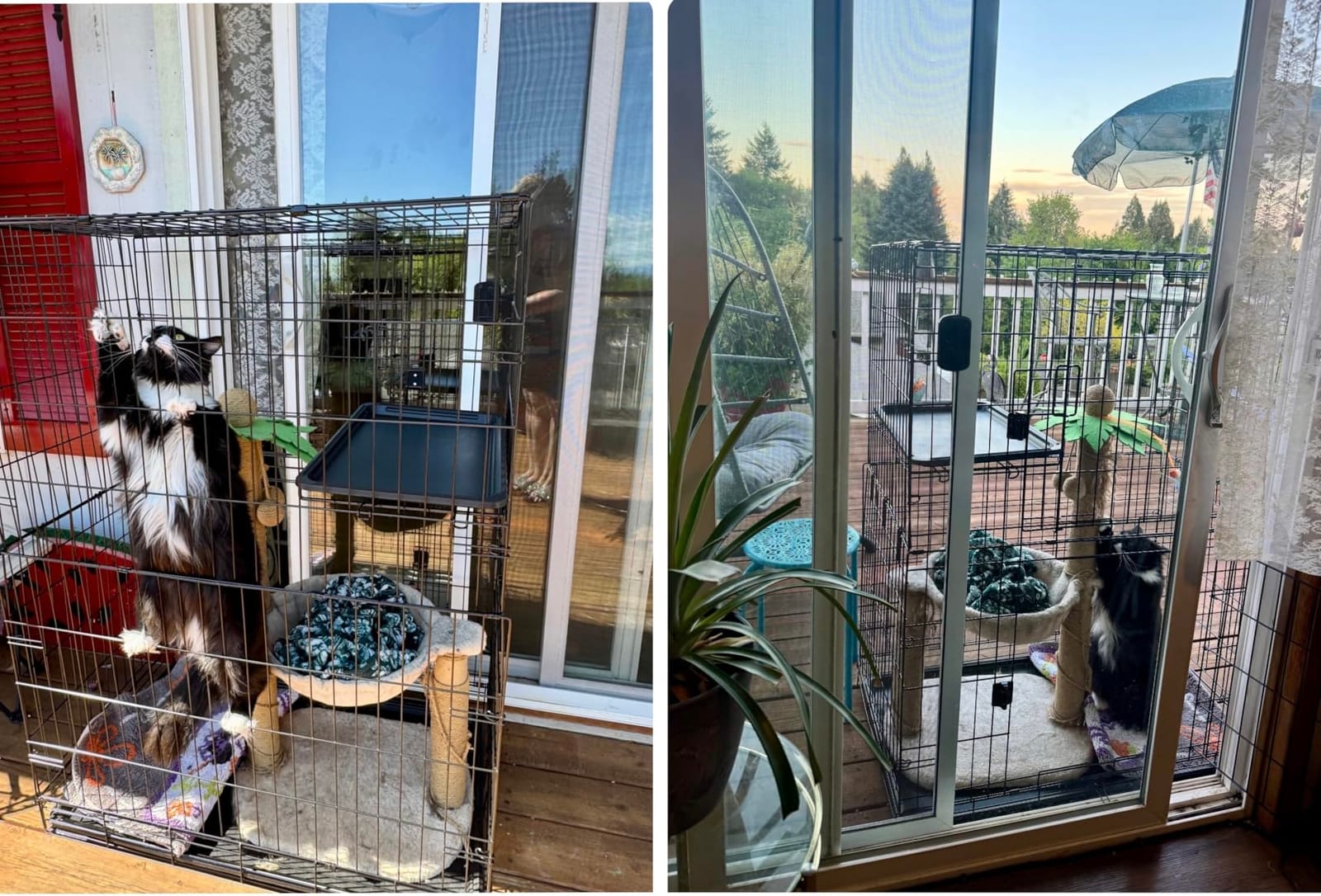 Amazon Basics Large 3-Tier Cat Cage Playpen customer photo 2