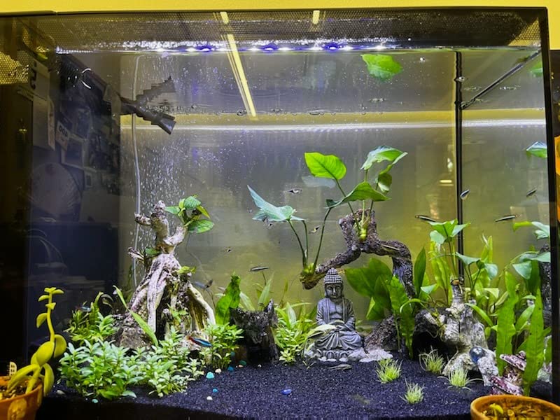 Fluval Spec V Aquarium Kit (16 gal.) customer photo 1