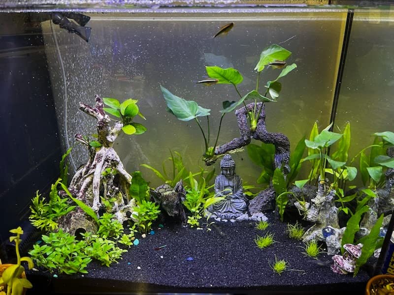 Fluval Spec V Aquarium Kit (16 gal.) customer photo 2