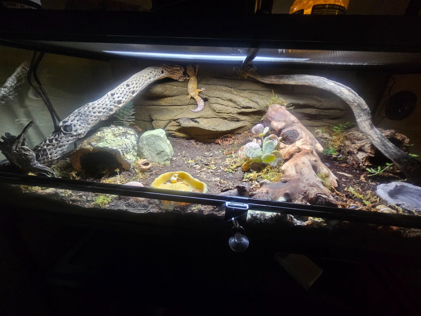 REPTI ZOO 50 Gallon Reptile Glass Terrarium Tank Double Hinge Door with Screen Ventilation Large Reptile Terrarium 36
