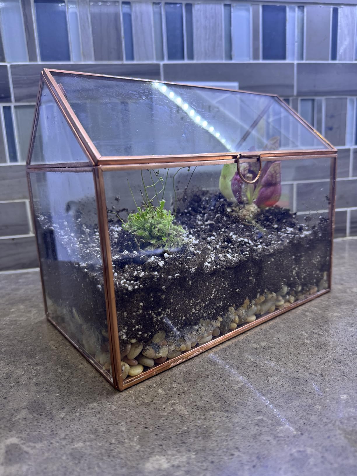 D'Eco Glass House Plant Terrarium, Centerpiece & Wedding Letterbox | Tabletop Geometric Planter Terrarium, Fill Display with Succulents, Moss, Air Plants, Ferns, Home & Office Decor Dims 10x6x8 inch customer photo 1