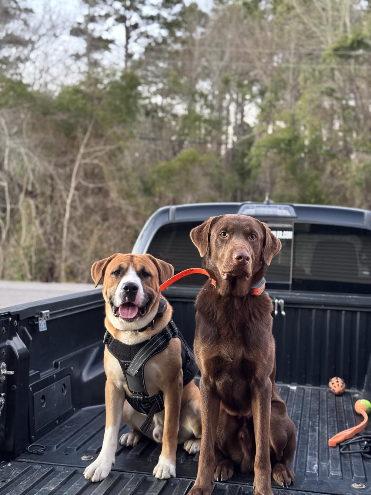 SportDOG SportHunter 825X Remote Dog Trainer, 1/2 Mile Range customer photo 1