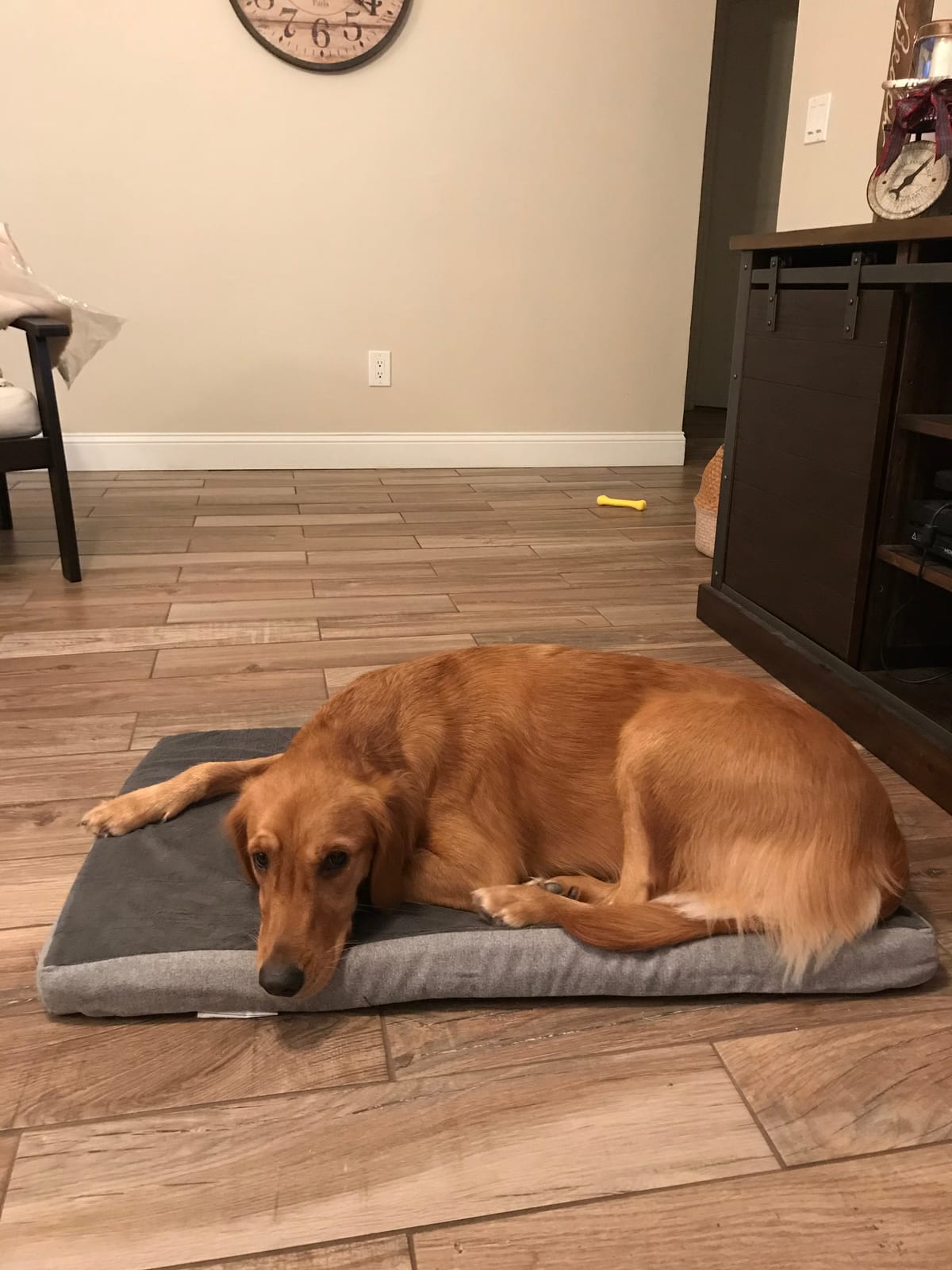 BarkBox Orthopedic Dog Bed - Small customer photo 2