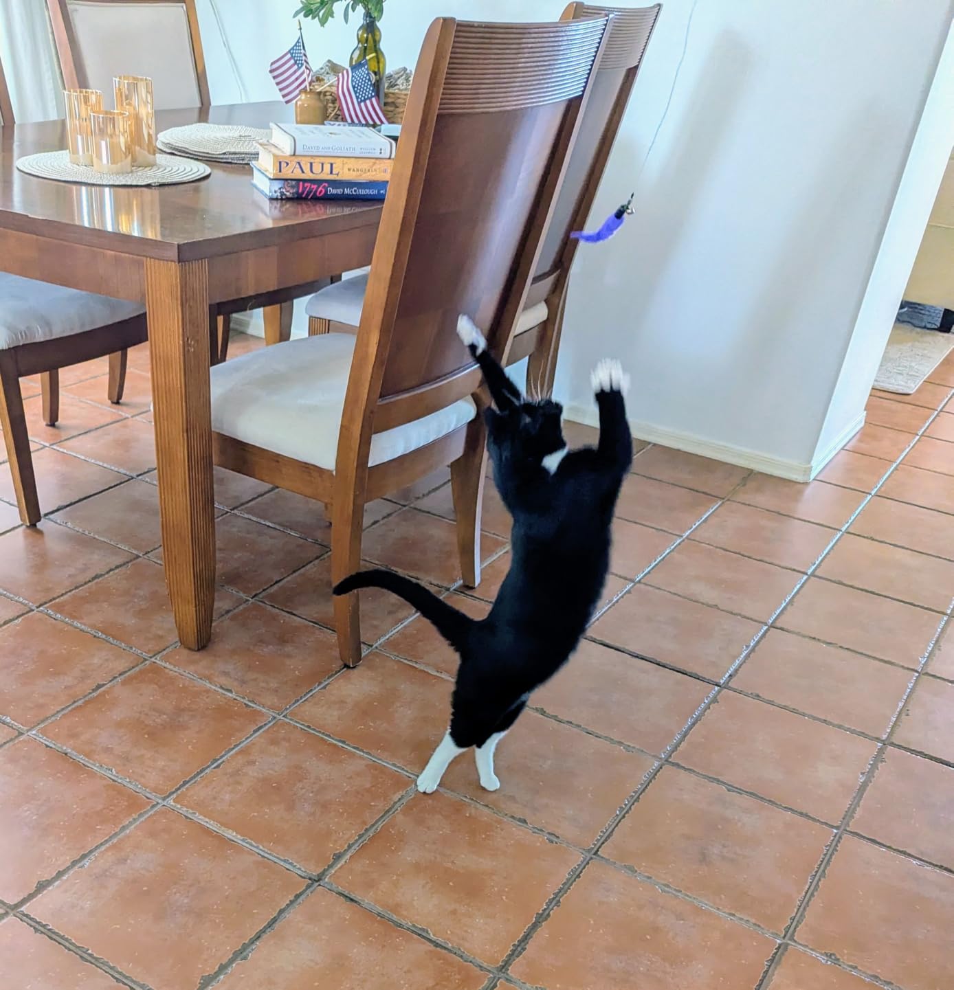 MeoHui Cat Toys for Indoor Cats, Interactive Cat Toy 2PCS Retractable Wand Toy and 9PCS Cat Feather Toys Refills, Funny Kitten Toys Cat Fishing Pole Toy for Bored Indoor Cats Chase and Exercise customer photo 2