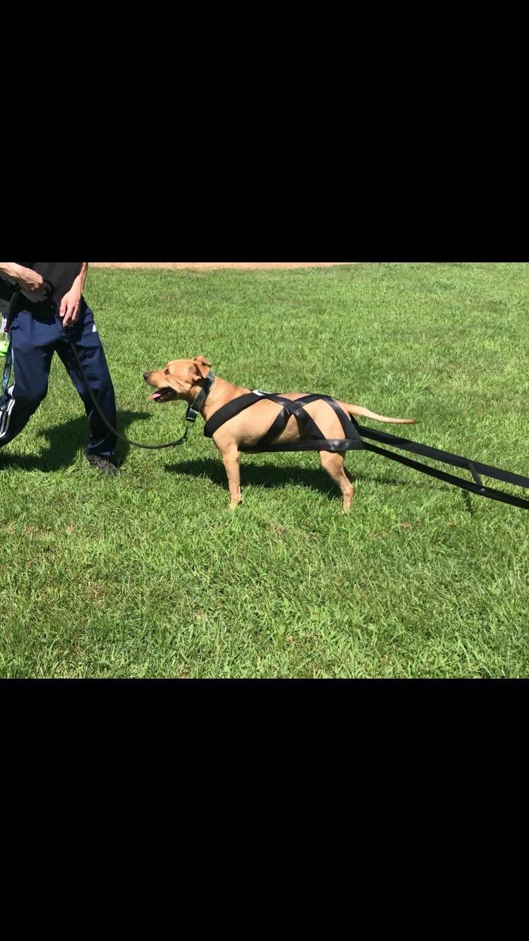 PET ARTIST Dog Sled Harness for Large Work Dogs, Dog Pulling Sledding Harnesses for Behaviors Training, Weight Pulling, Canicross, Ski-Joring customer photo 2