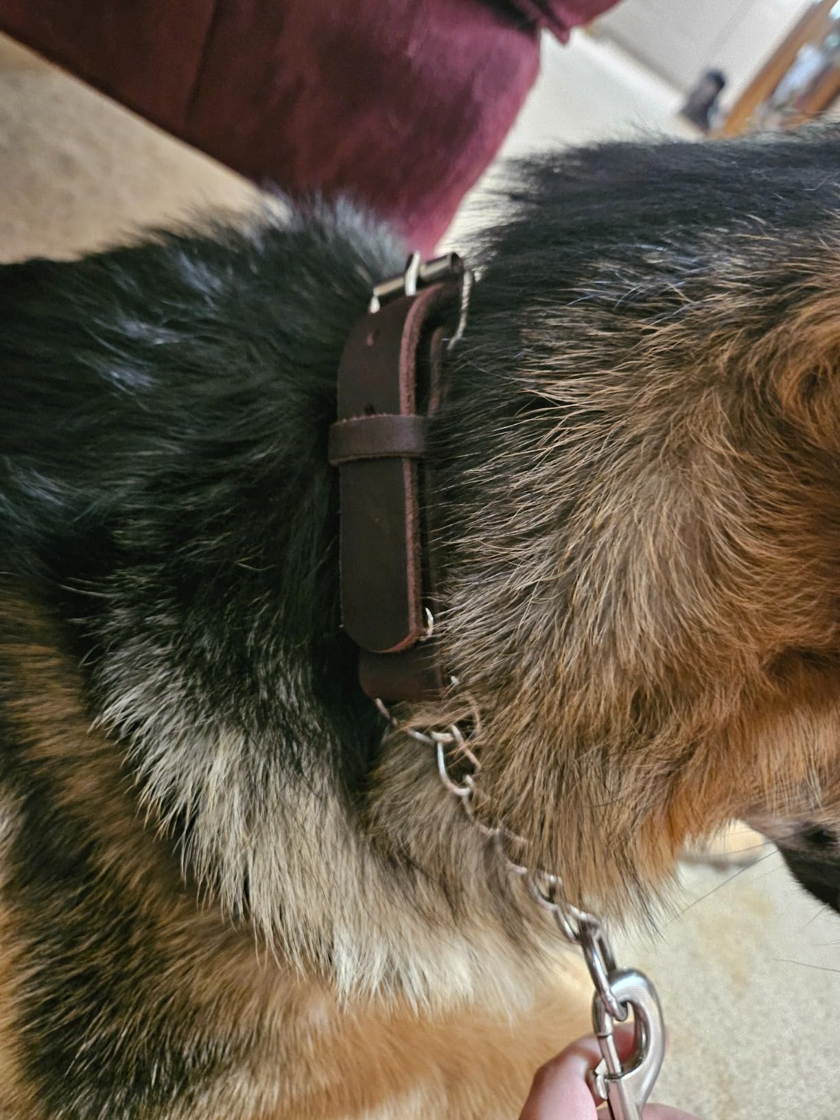 Mighty Paw Martingale Dog Collar - No Pull Design - Stainless Steel Chain - Limited Chain Cinch Training - Brown Leather Martingale Training Collar - Medium Size customer photo 1
