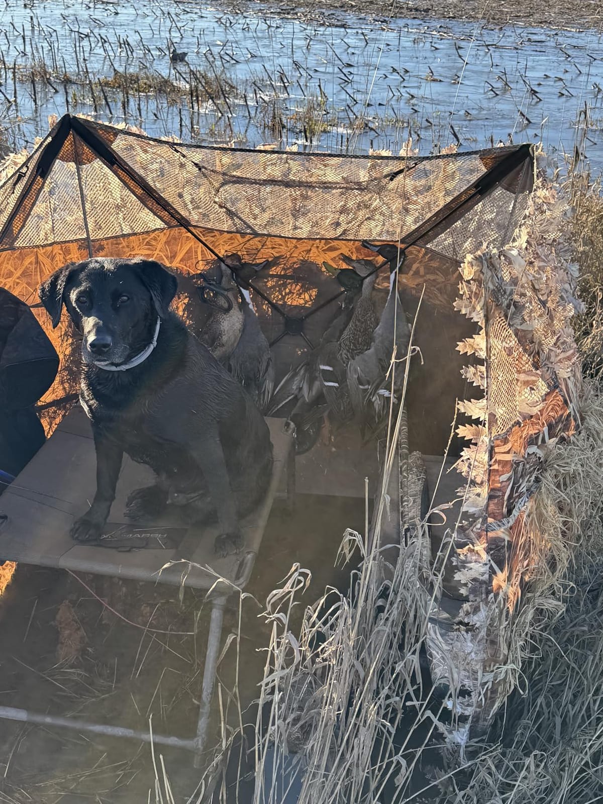 AUSCAMOTEK Pop Up Ground Blind for Deer Duck Turkey Hunting Portable Quick Setup Lightweight Green/Brown/Dry Grass Ground Peg Included customer photo 2