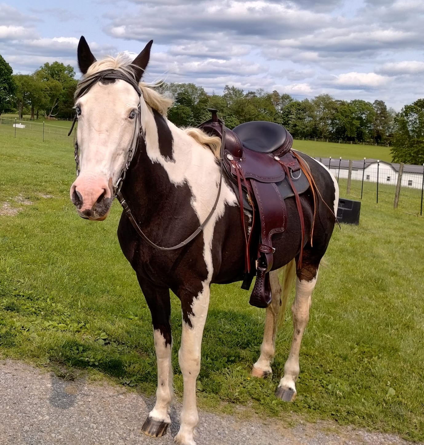 HILASON Western Horse Gaited Flex Trail American Leather Saddle | Treeless for Horses customer photo 1