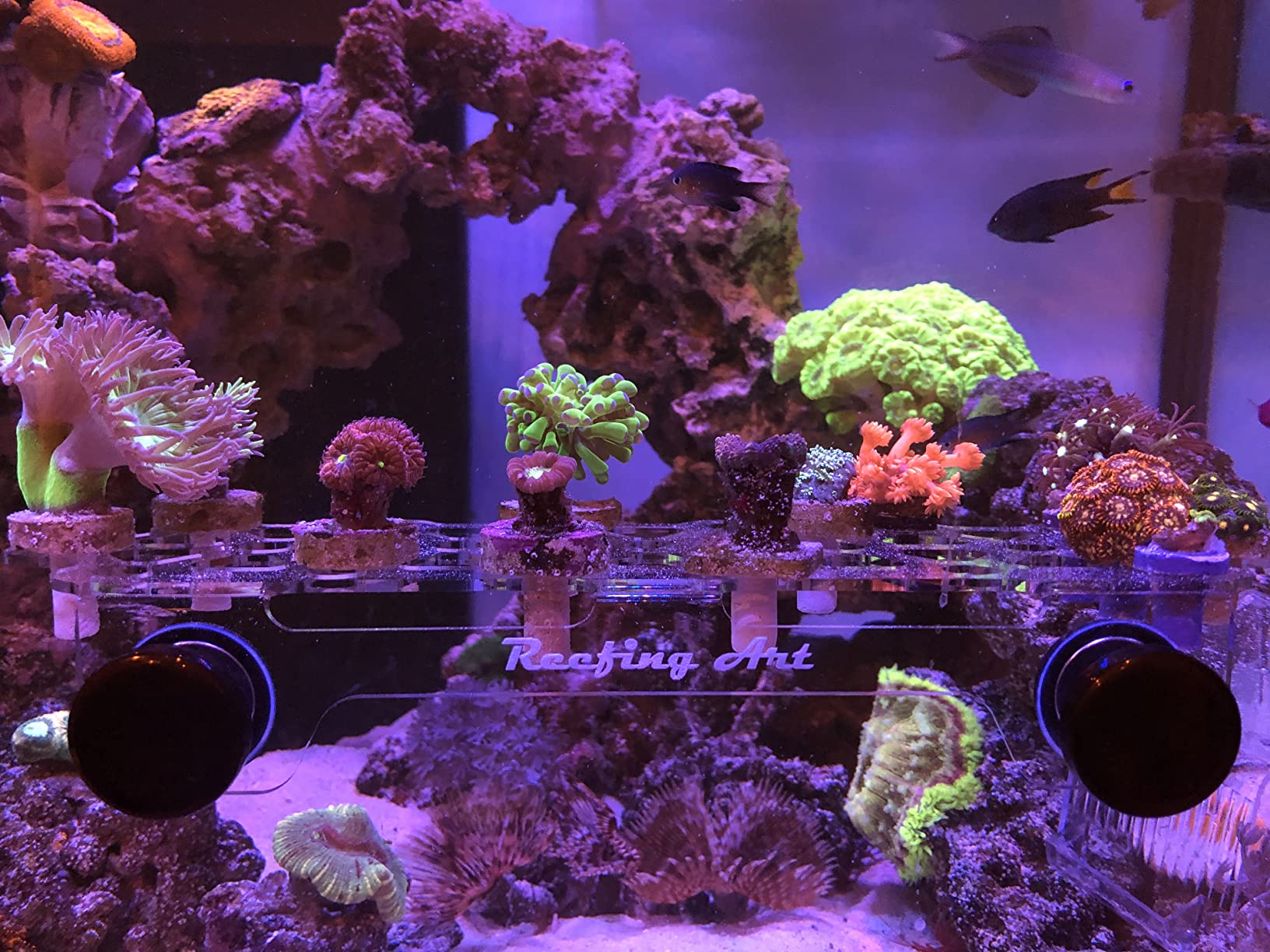 Magnetic Coral Frag Rack Strongest N52 Magnets Holds up to 41 Plugs (Large Max) customer photo 1
