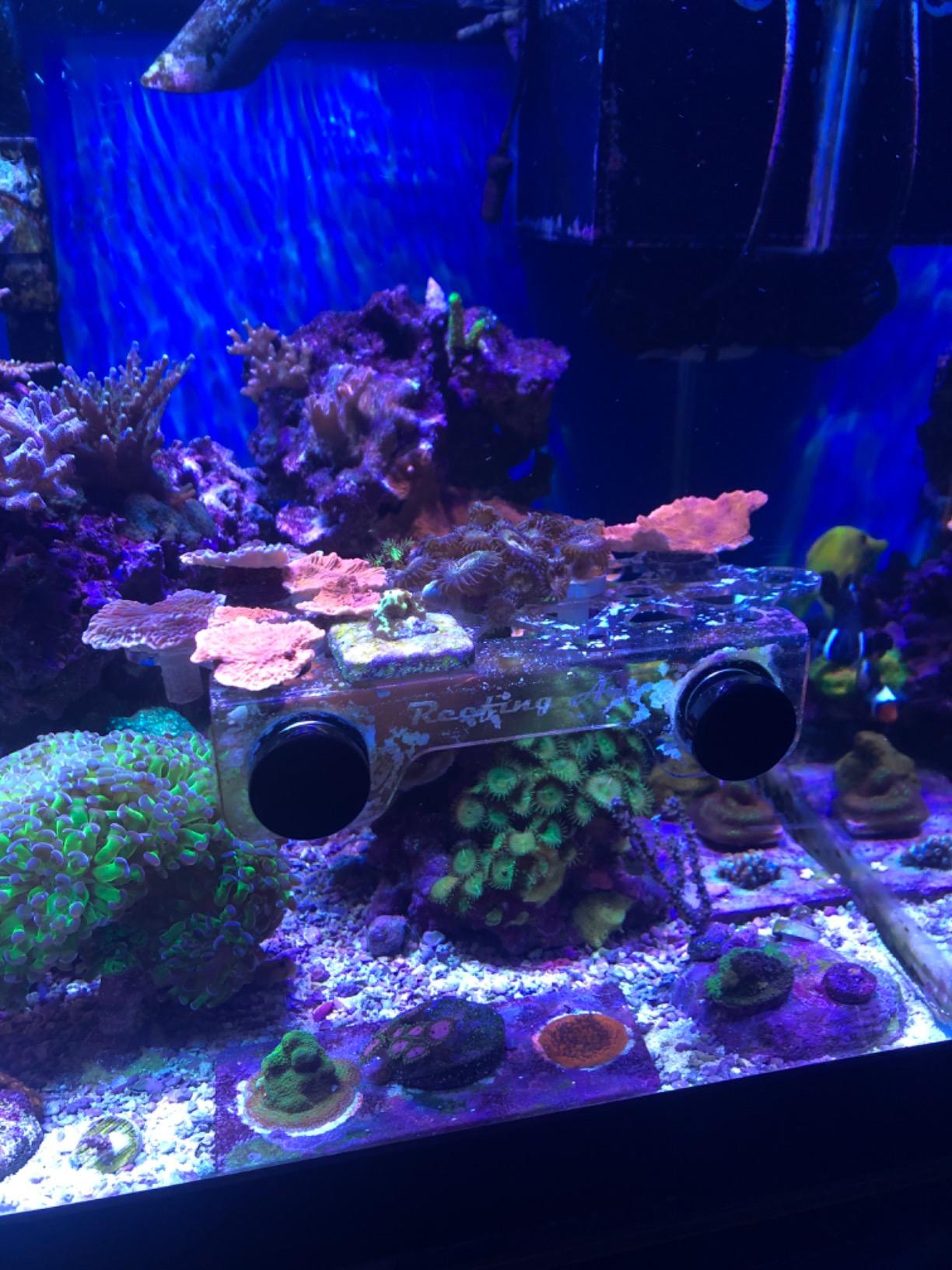 Magnetic Coral Frag Rack Strongest N52 Magnets Holds up to 41 Plugs (Large Max) customer photo 2