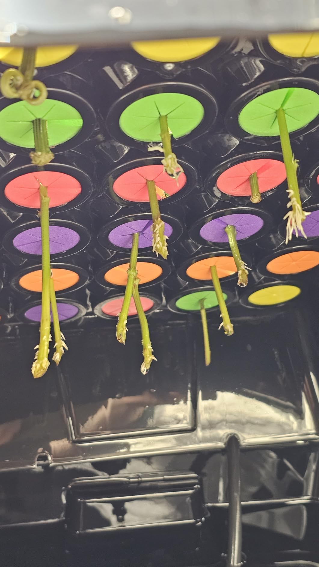 Aeroponic Cloner Machine, Cloning Machine 35 Site for Cutting Rooting Germination Kit Using 1.625 inch Neoprene Clone Inserts customer photo 1