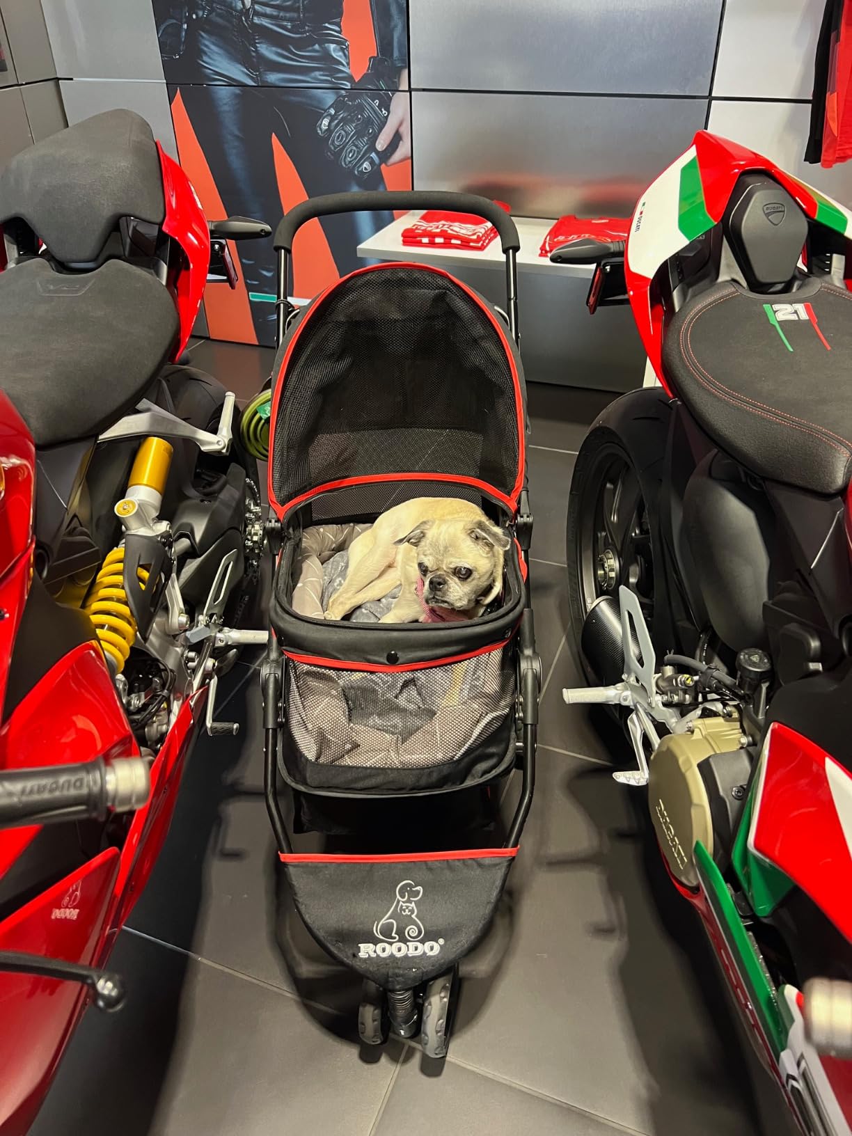 ROODO Escort 3 Wheel Dog Cat Pet Stroller for Small/Medium Dogs Cats - Lightweight Foldable Portable Compact Jogger All Terrain Travel Pet Gear System customer photo 1