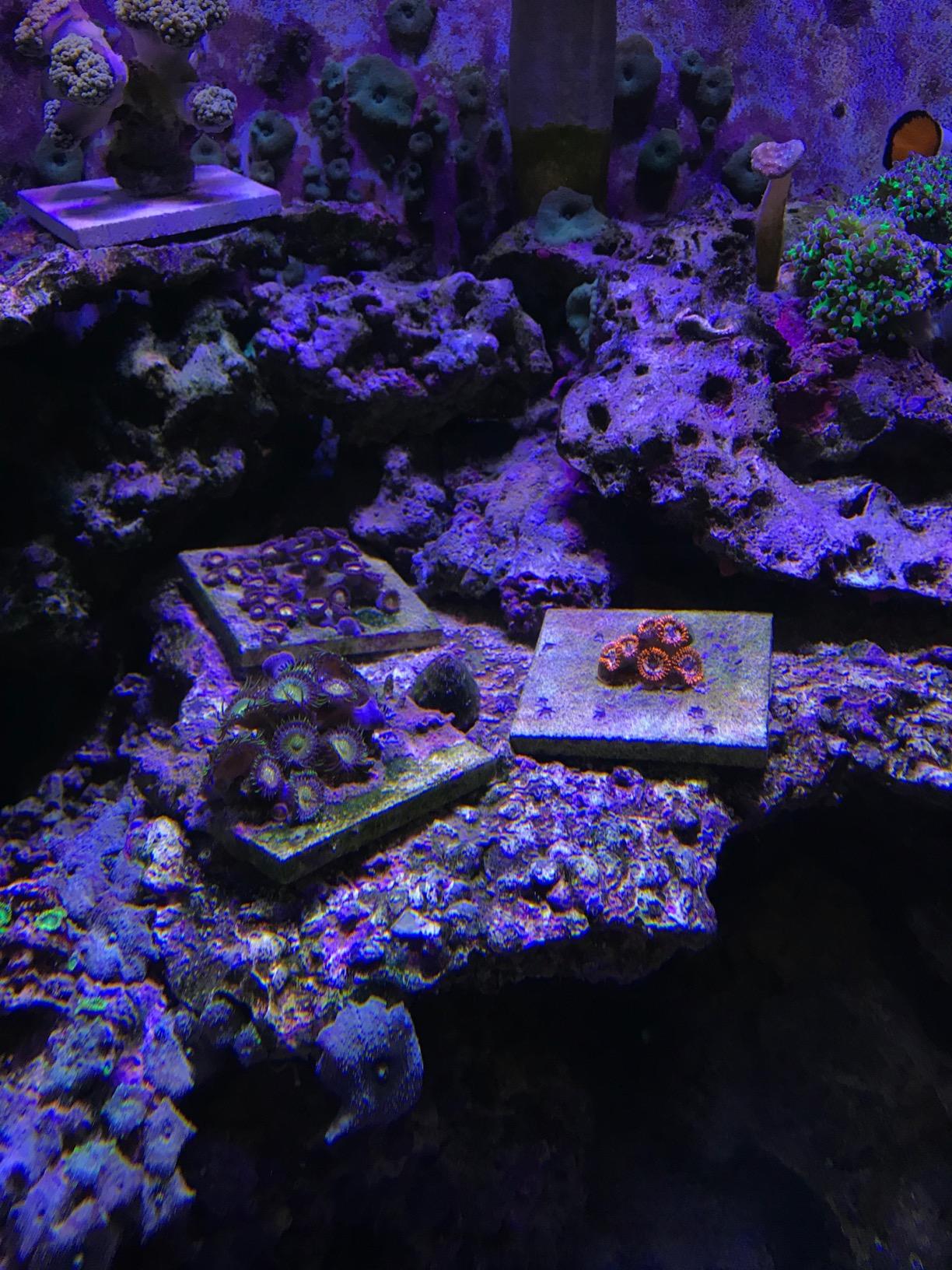 Aquarium Choice Coral Lens Filter Kits for Phone customer photo 2