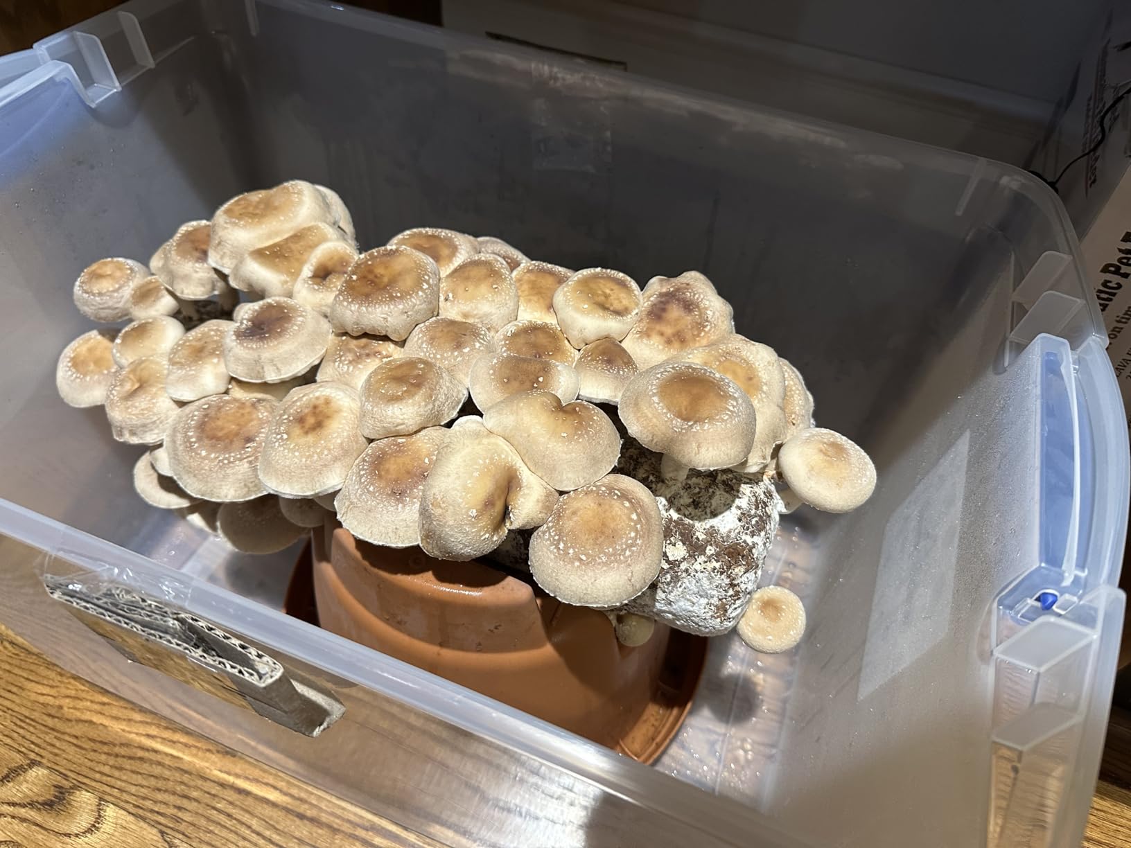 Root Mushroom Farm-Shiitake Grow Kit customer photo 1