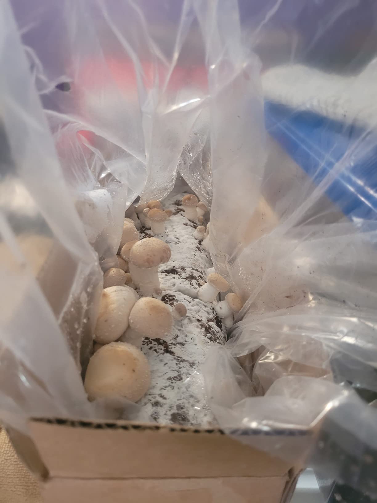 Root Mushroom Farm-Shiitake Grow Kit customer photo 2