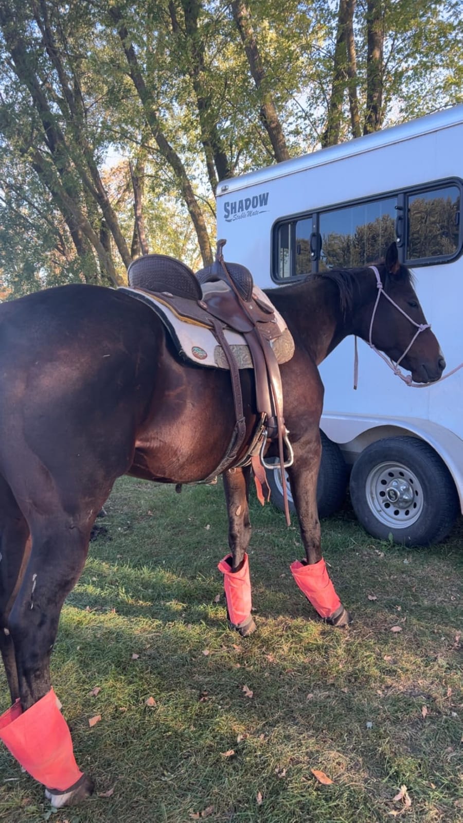 OrthoRide Made in USA Premium All Wool Build Up, Saddle Pad Western, Classic Contour Saddle Pad customer photo 1