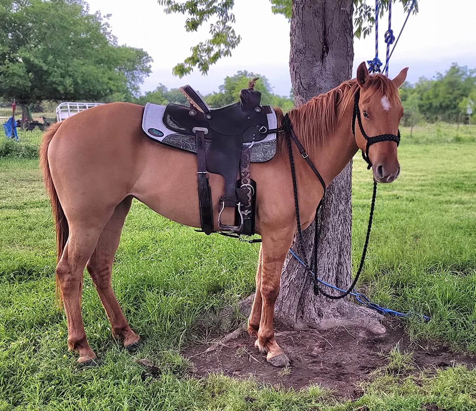 OrthoRide Made in USA Premium All Wool Build Up, Saddle Pad Western, Classic Contour Saddle Pad customer photo 2