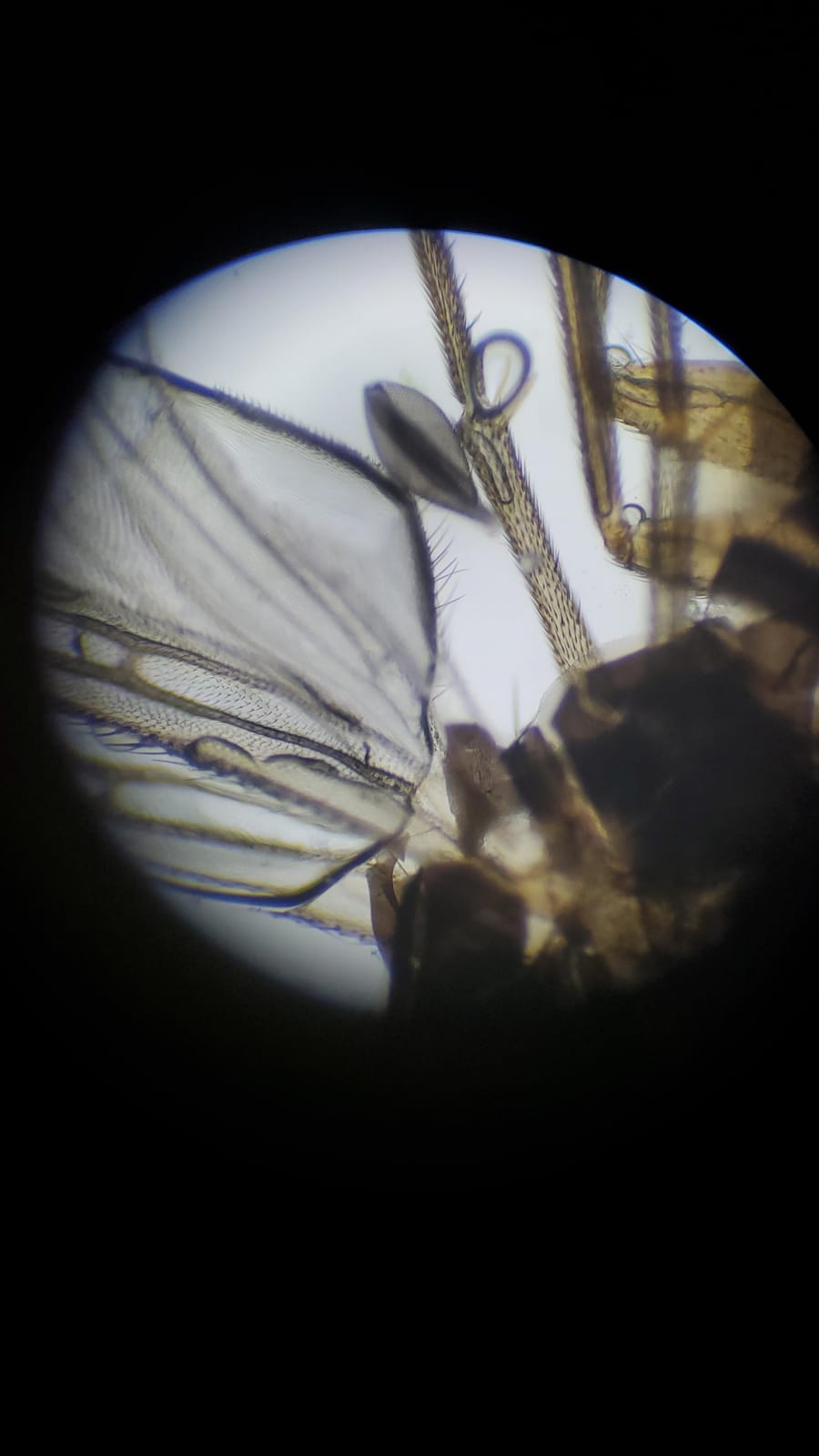 SWIFT SW380B 40X-2500X Magnification, Siedentopf Head, Research-Grade Binocular Compound Lab Microscope with Wide-Field 10X and 25X Eyepieces, Mechanical Stage, Ultra-Precise Focusing customer photo 2
