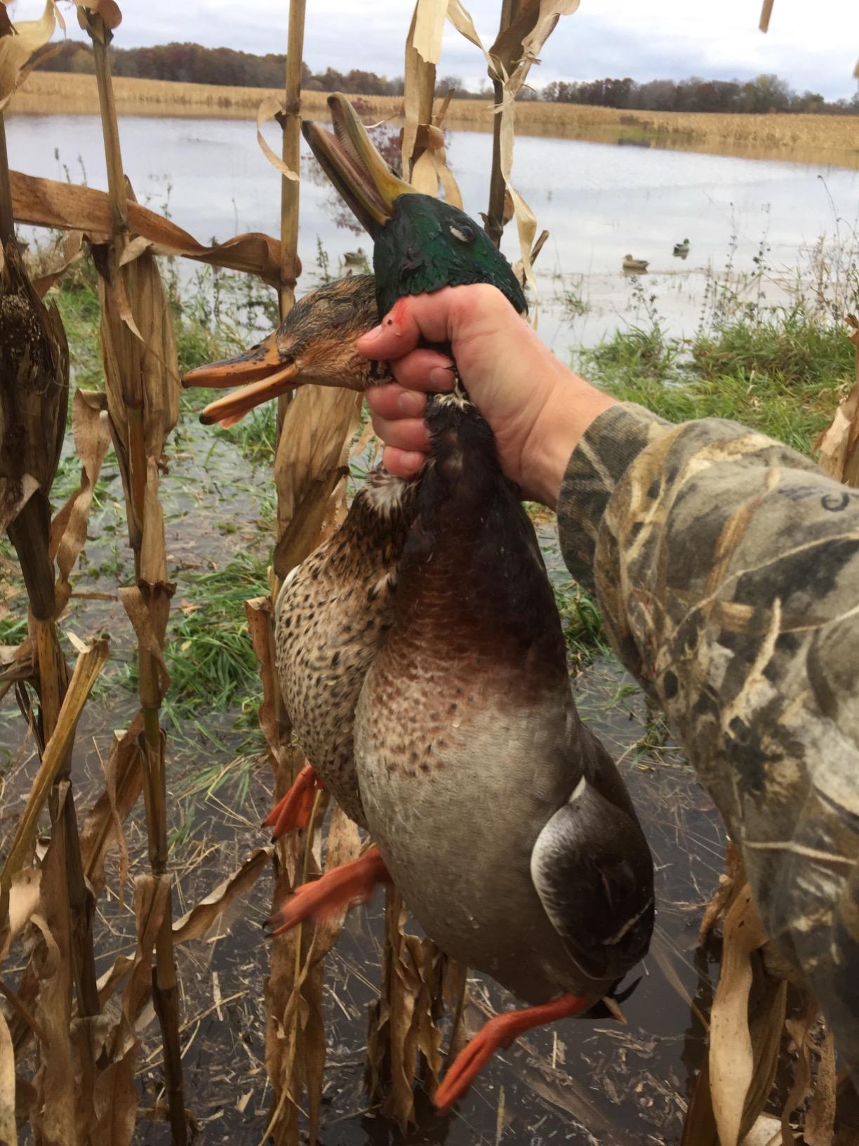 Avery GHG Essential Mallard Duck Decoys - 12 Pack | Realistic Durable Floating Waterfowl Hunting Set with Weighted Self-Righting Keels, 6 Drake & 6 Hen Floaters customer photo 1
