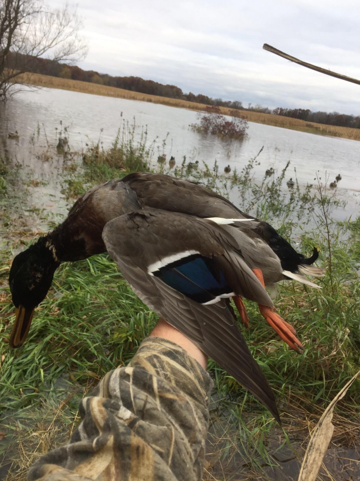 Avery GHG Essential Mallard Duck Decoys - 12 Pack | Realistic Durable Floating Waterfowl Hunting Set with Weighted Self-Righting Keels, 6 Drake & 6 Hen Floaters customer photo 2