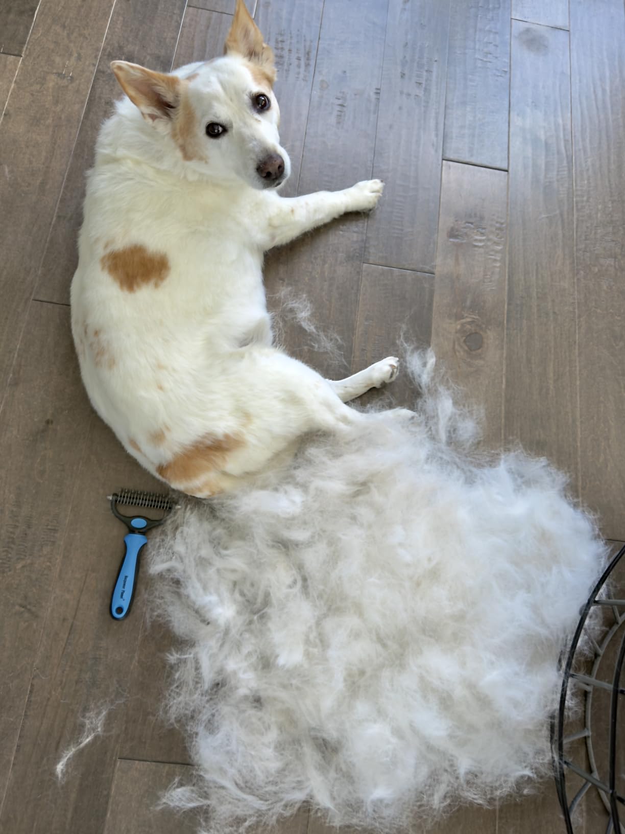 Maxpower Planet Dog Grooming Rake, Deshedding Undercoat Brush, Dogs & Cats | Blue Deshedding & Dematting, Extra-Wide Double-Sided Comb, Long-Haired Coats, Reduces Shedding, Original Design customer photo 2