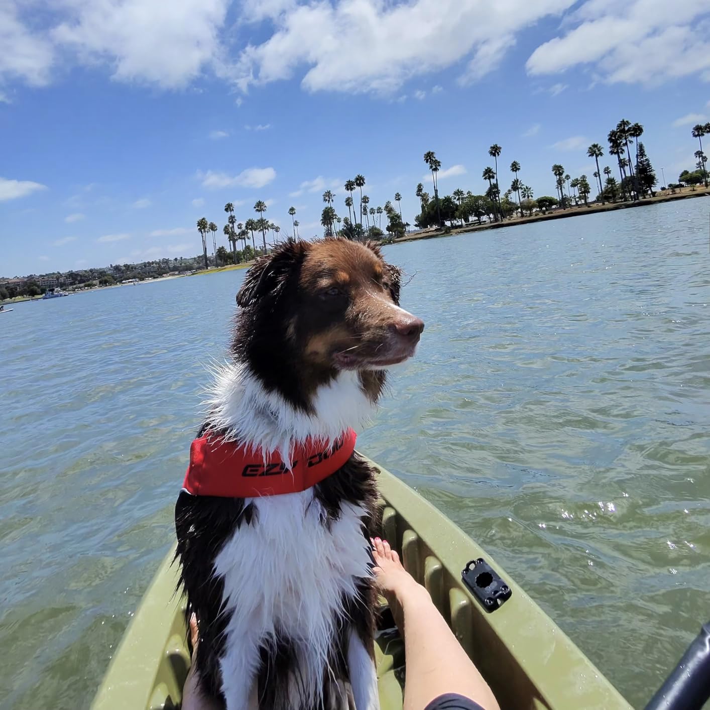EzyDog DFD X2 Dog Life Jacket, Grab Handle, Reflective Trim - XL, Red | Adjustable Dog Life Vest For Swimming, Durable Nylon Outer, Secure Fit, Lightweight, Ultra Buoyant Foam, Reinforced Stitching customer photo 1
