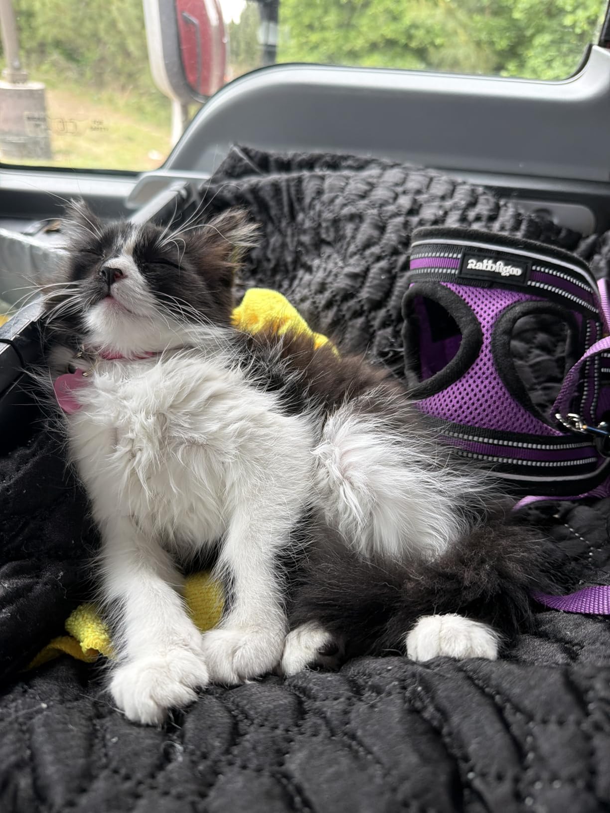 Nulo Freestyle Grain-Free Minced Wet Canned Food for Cats and Kittens, 3 Ounce, Variety Pack, 3 Ounce, 12 Cans customer photo 2