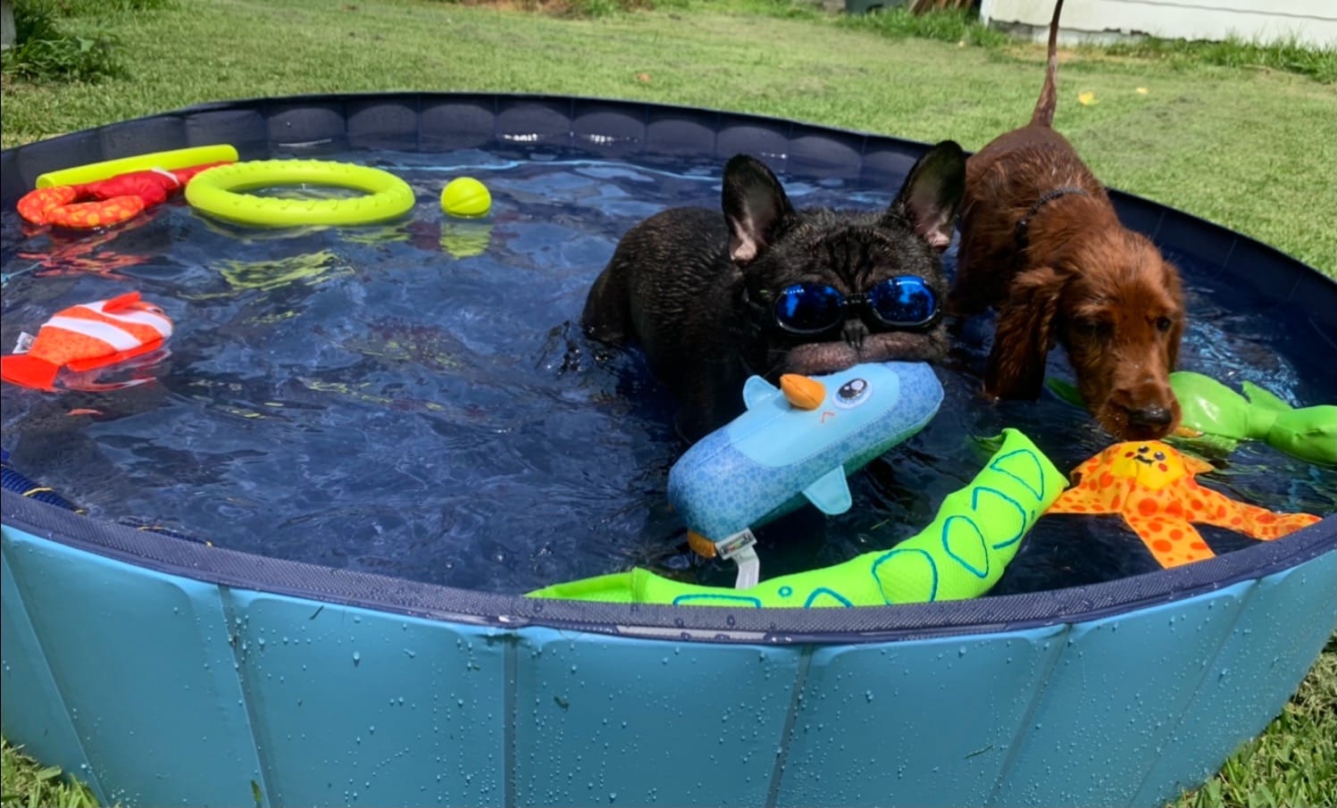 ChuckIt! Amphibious Fetch Balls, Set of 3, Medium | Water-Floating Dog Balls for Pool, Lake and Beach Play customer photo 2