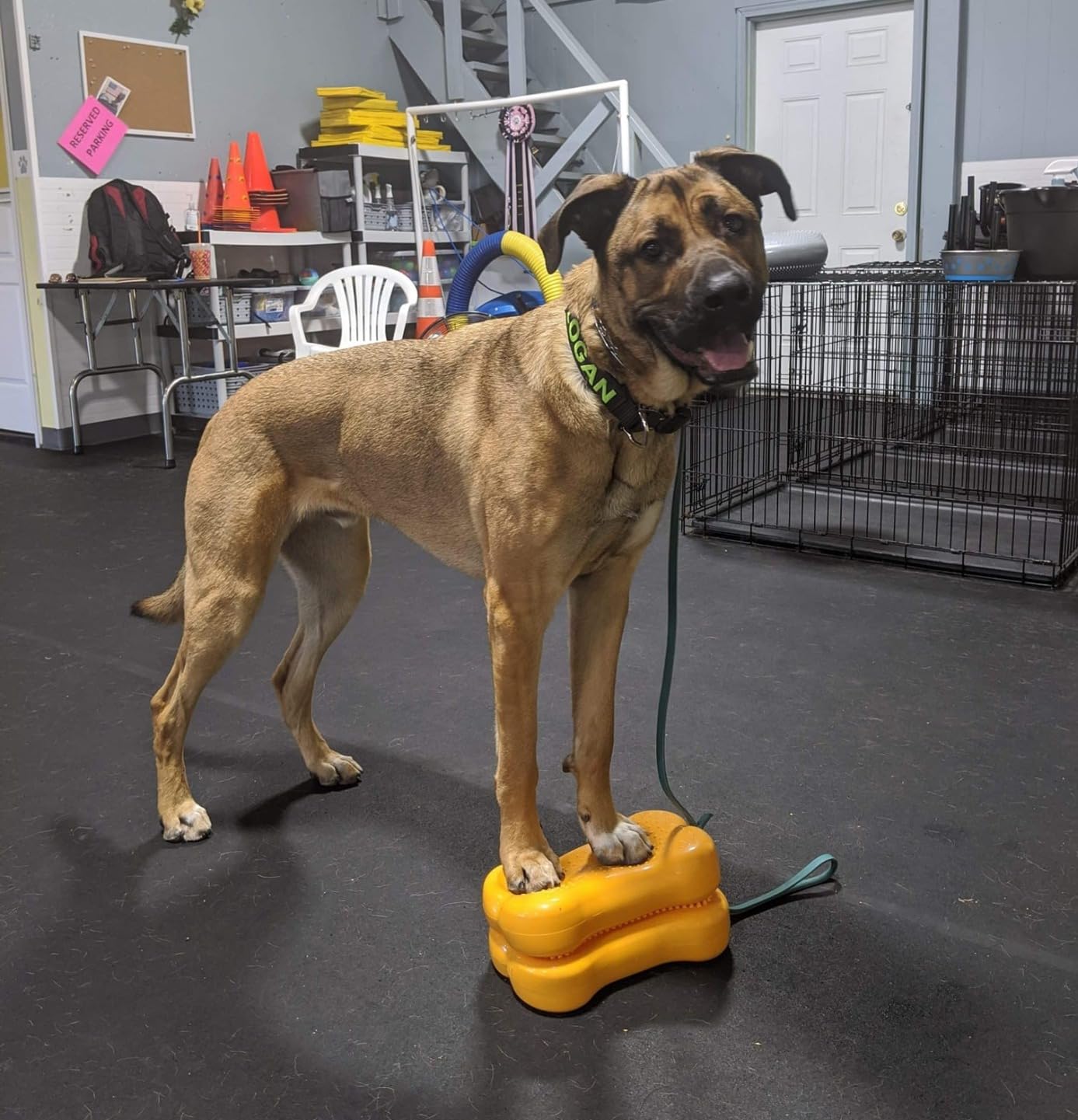 FitPaws Mini K9FITbone Dog Balance Platform, Core Stability Tool, 2-Pack customer photo 1