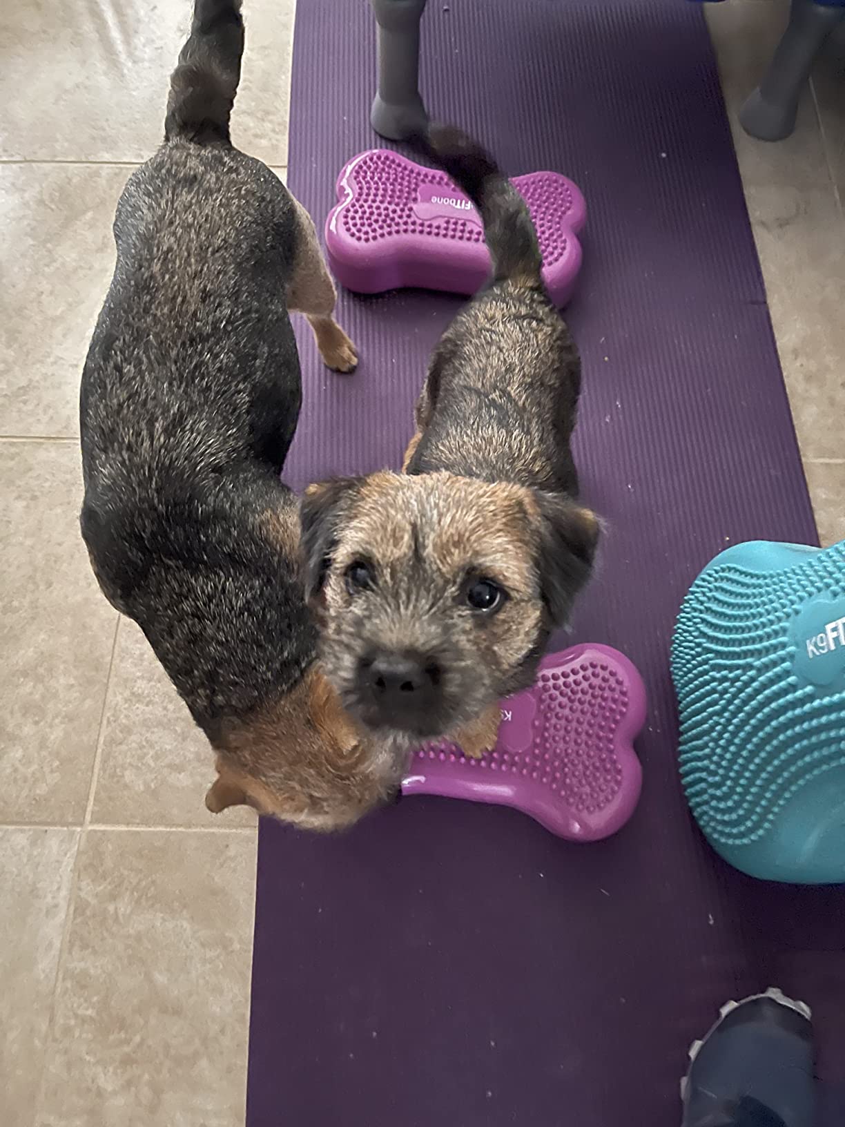 FitPaws Mini K9FITbone Dog Balance Platform, Core Stability Tool, 2-Pack customer photo 2