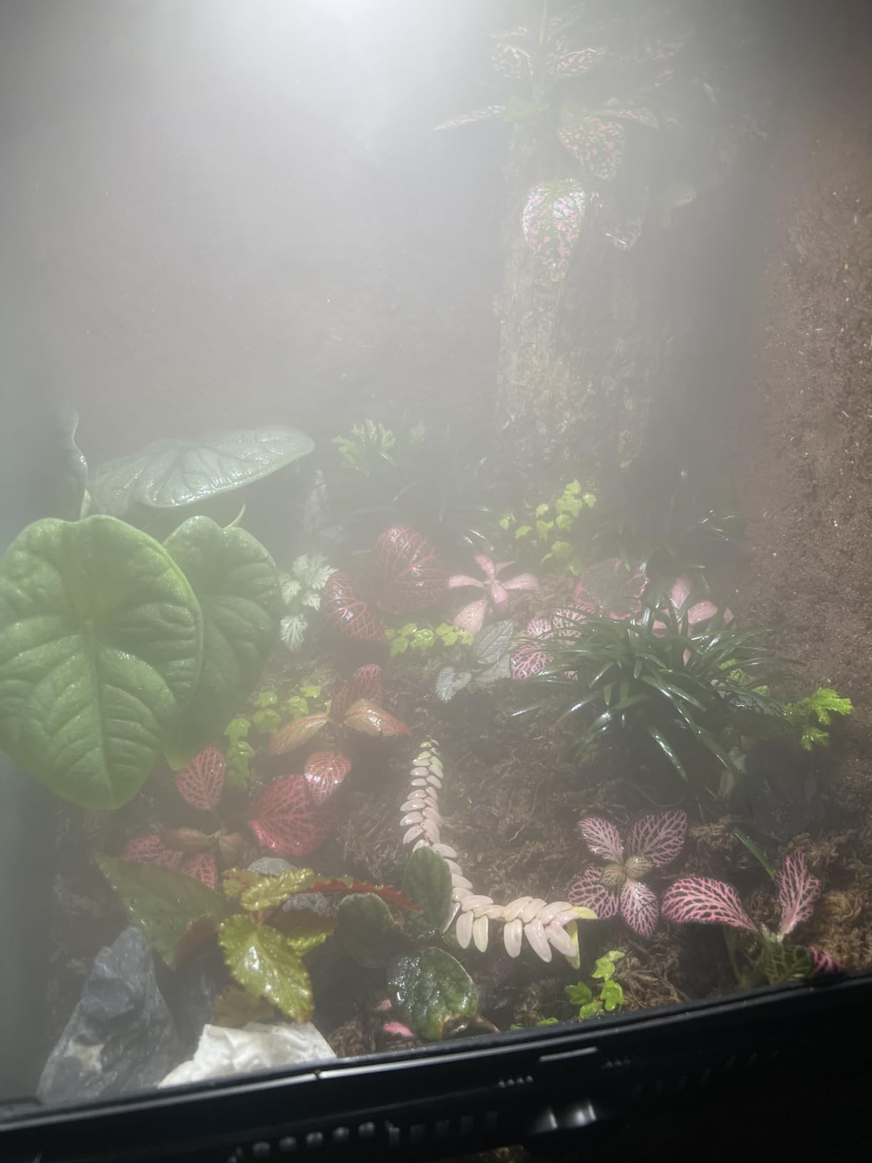 Coospider 3.8L Reptile Fogger Mister, Quiet Reptile Humidifier for Reptiles Tank, Terrarium Humidifiers with Extended Tube, Automatic Reptile Misting System for Reptiles Amphibians Herps Vivarium customer photo 2