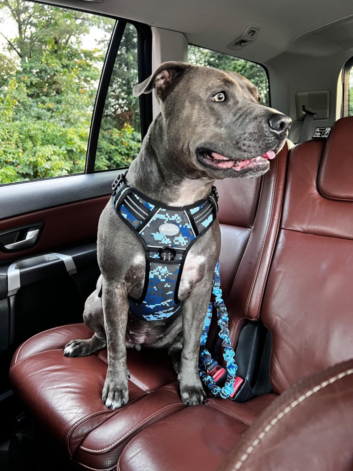 AUROTH Bungee Dog Leash for Large Dogs, No Pull for Shock Absorption | Heavy Duty, with Car Seat Belt, That Pull up to 660 lb, 2 Padded Handles, Metal Frog Clip, 4.5FT, Army Yellow customer photo 2