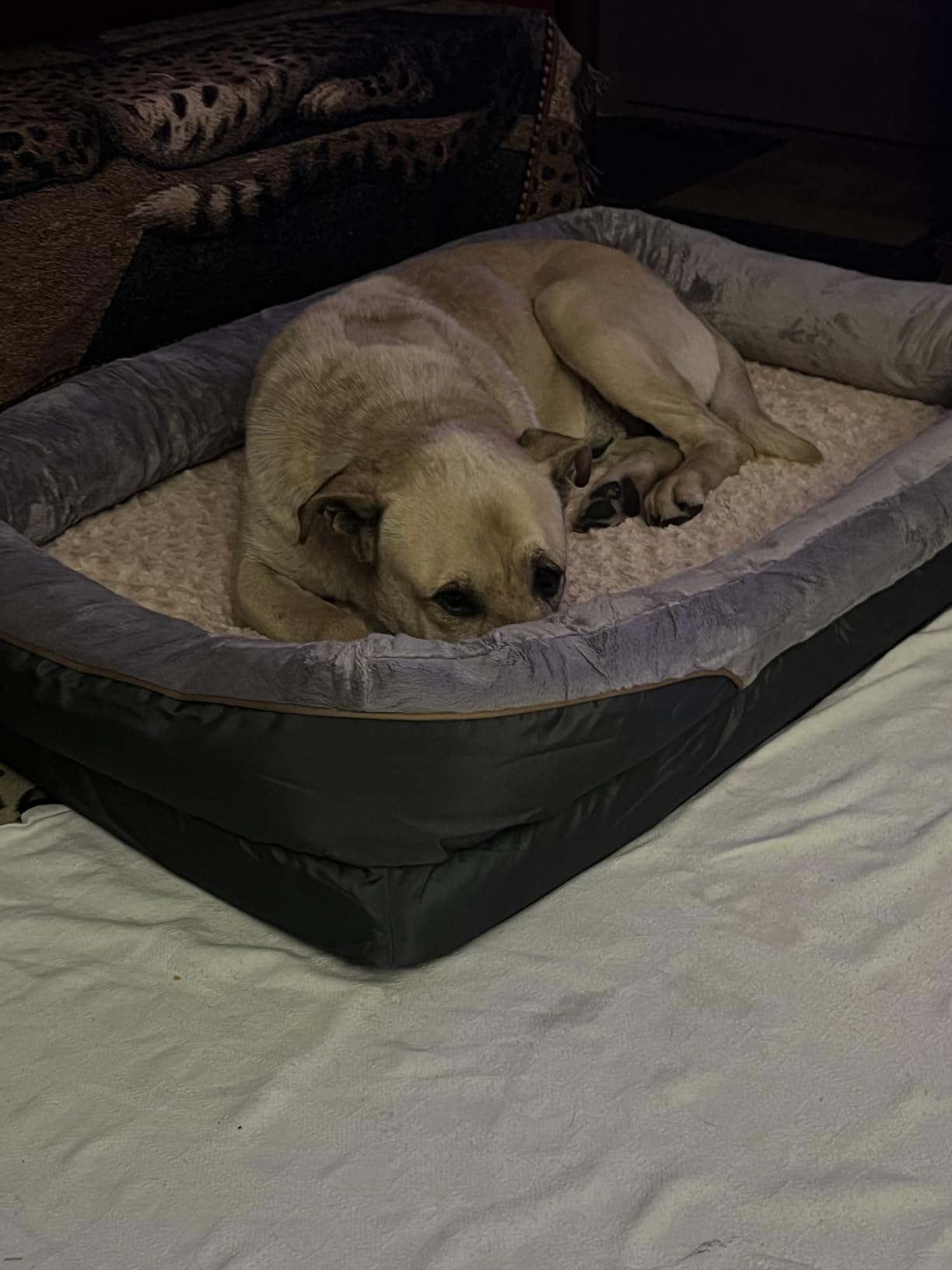 JOYELF XLarge Memory Foam Dog Bed, Orthopedic Dog Bed & Sofa with Removable Washable Cover and Squeaker Toy as Gift customer photo 1