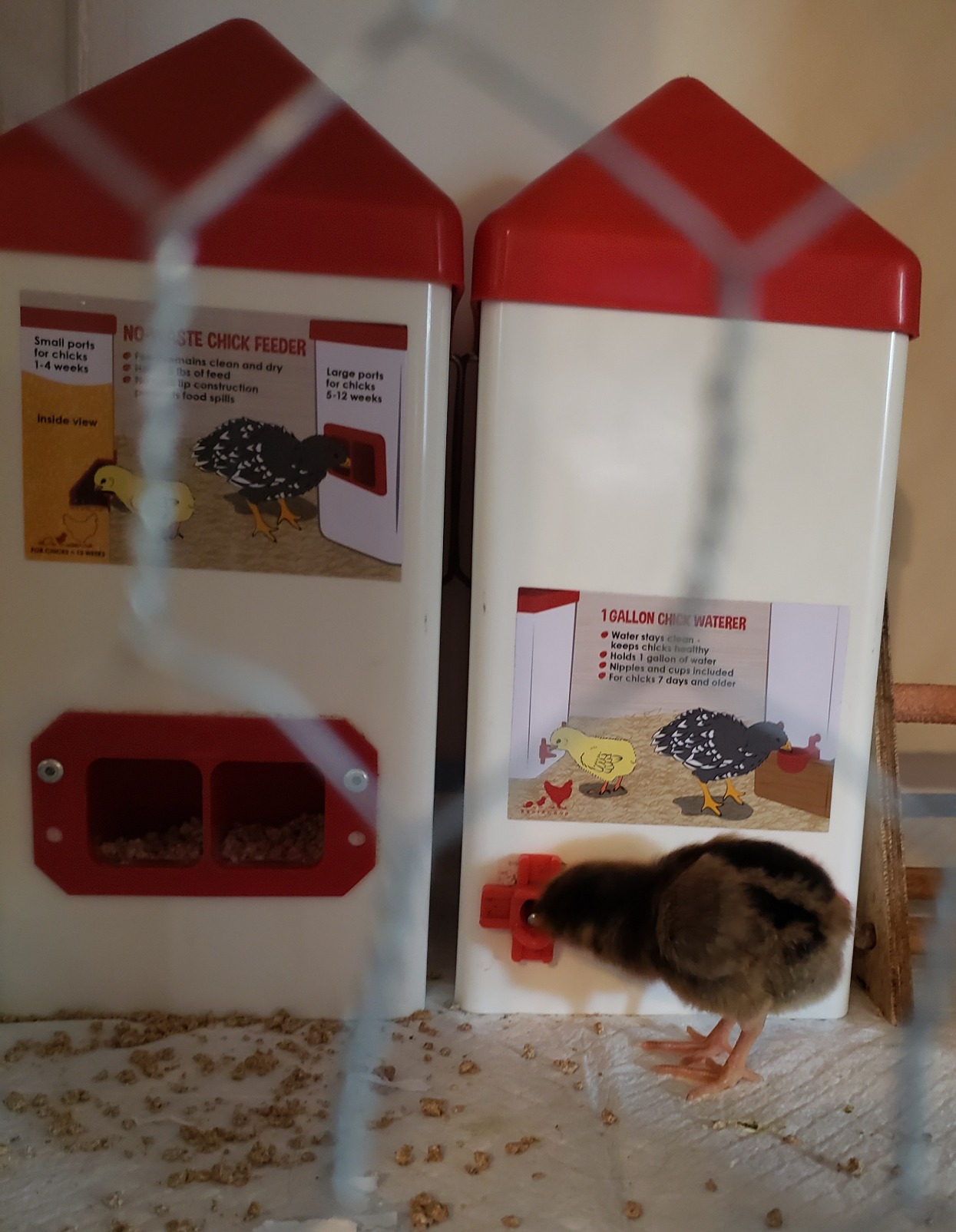RentACoop 1 Gallon Chicken Waterer with 2 Auto-Fill Cups, Horizontal Nipples and Anti-Roost Cone - Suitable for Chicks, Chickens, Quails, Pigeons and Gamebirds customer photo 1