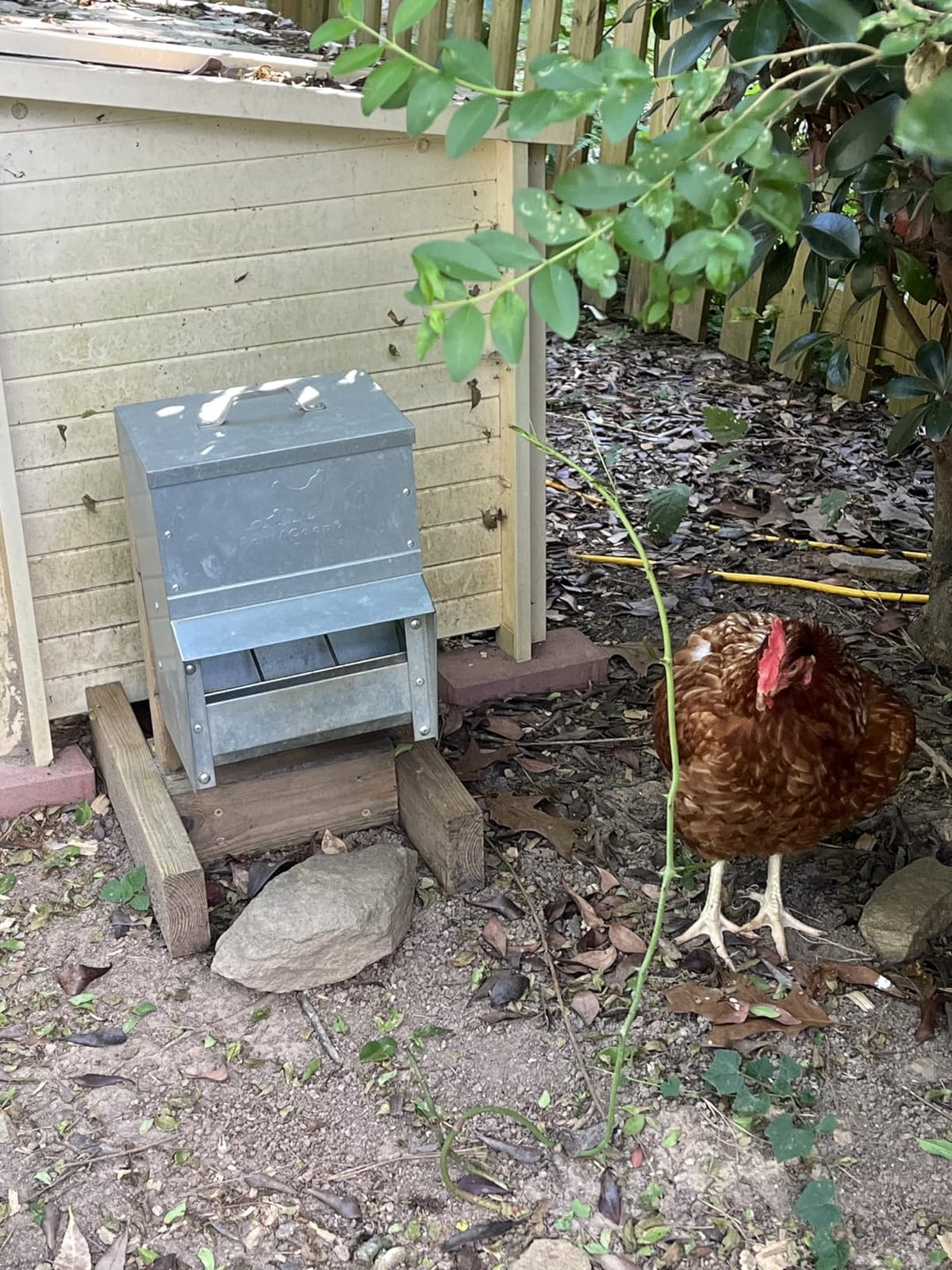 RentACoop 50lb Gravity-Fed Metal Trough Feeder with Lid & Rain Cover customer photo 1