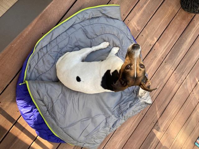 Ruffwear, Highlands Dog Pad, Cloudburst Gray, Large | Easy to Clean, Soft Insulated Comfort, Non-Slip Waterproof Base, Portable & Packable Dog Bed for Camping, Hiking & Travel customer photo 2