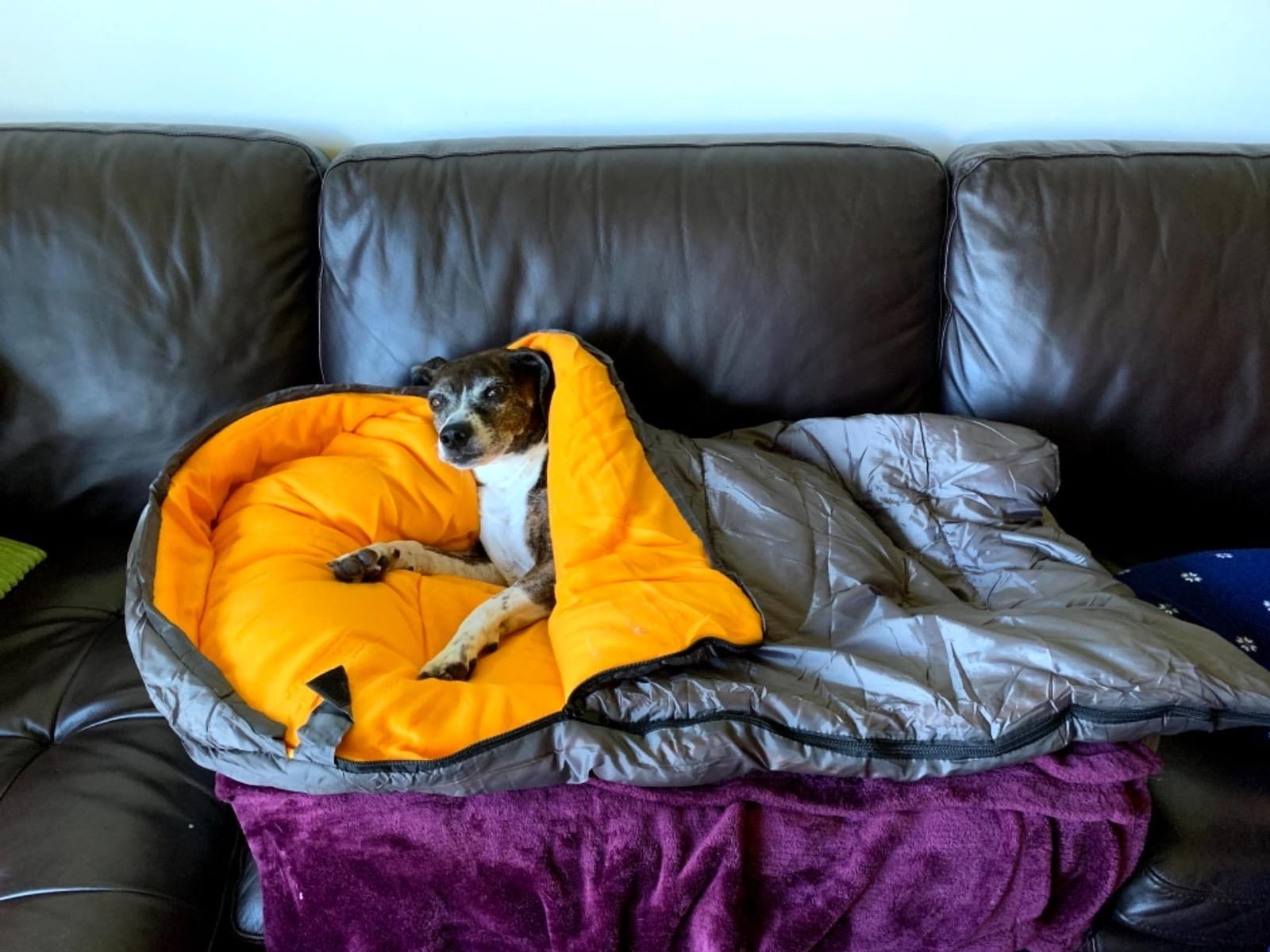 Dog Sleeping Bag Waterproof Warm Packable Dog Bed with Storage Bag for Indoor Outdoor Travel Camping Hiking Backpacking (43''Lx27''W) customer photo 1