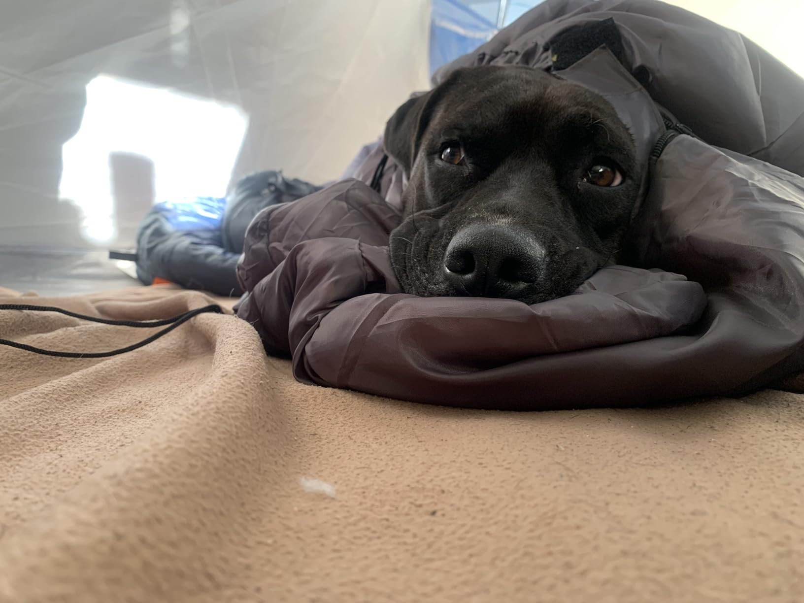 Dog Sleeping Bag Waterproof Warm Packable Dog Bed with Storage Bag for Indoor Outdoor Travel Camping Hiking Backpacking (43''Lx27''W) customer photo 2